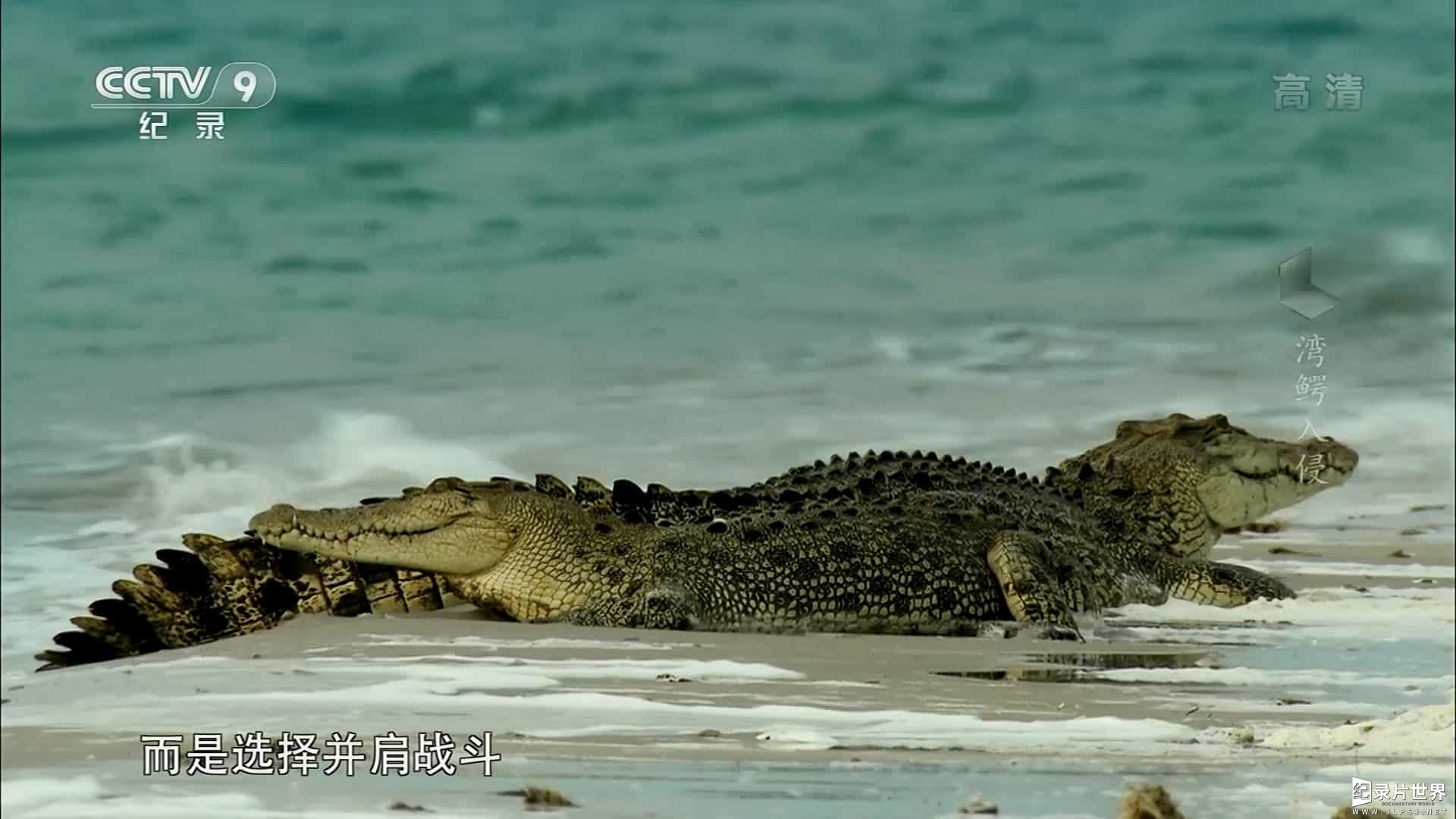 央视纪录片《湾鳄入侵 2015》全1集 