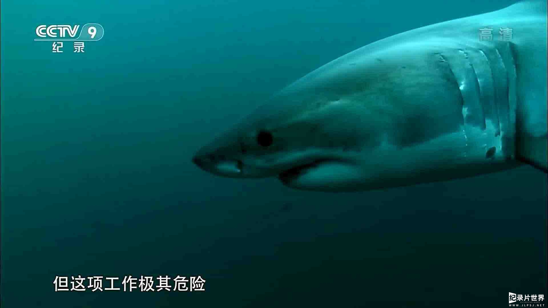 央视纪录片《探秘鲨鱼海滩 Mystery at Shark Beach 2010》全1集