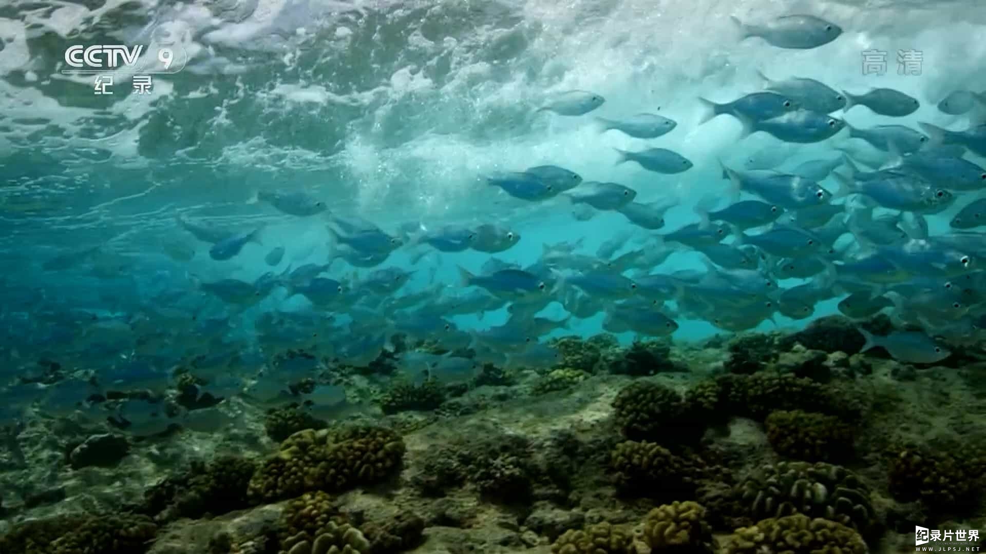 法国纪录片《潟湖生命之旅 Surviving in the Lagoon 2018》全1集