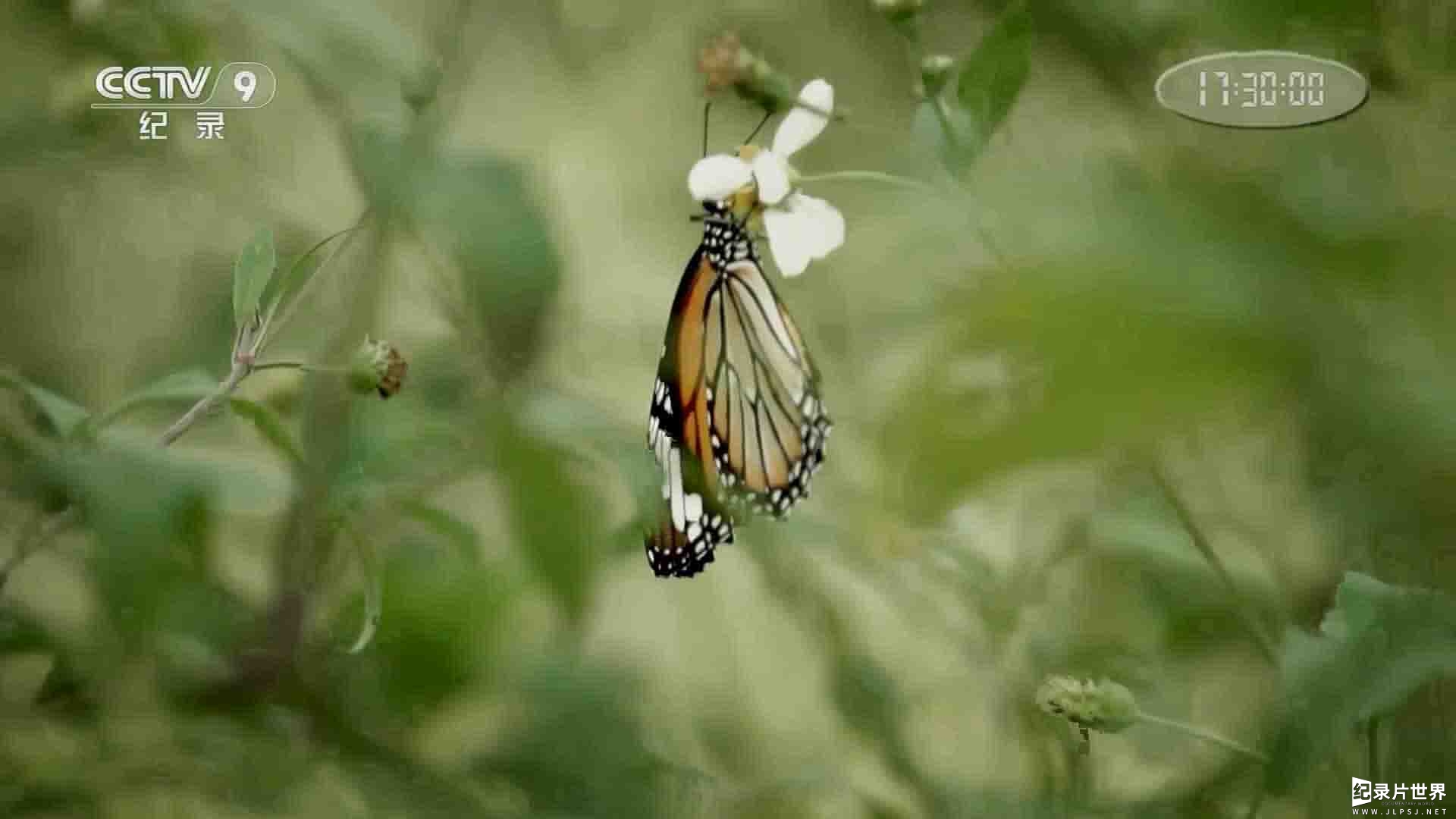 央视纪录片《消失的蝴蝶 2016》全1集