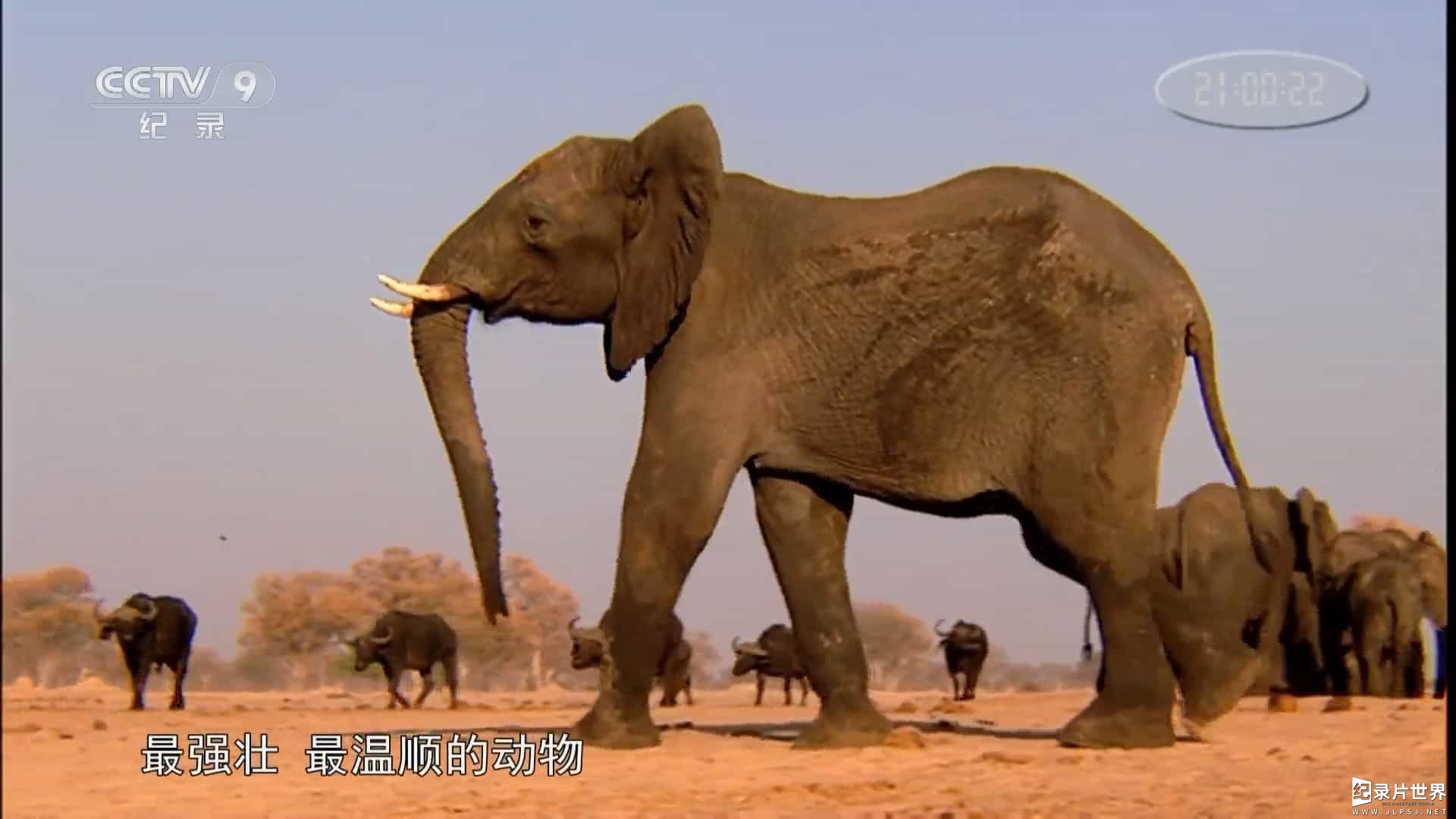央视纪录片《二十一世纪的大象 21st Century Elephant 2011》全1集