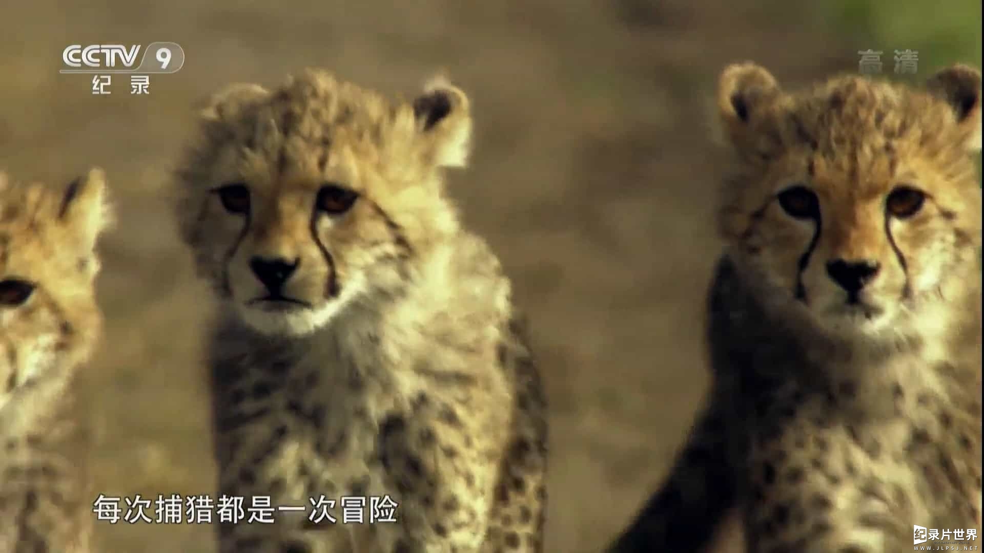 央视纪录片《猎豹-极速追击 Cheetah:Price of Speed 2010》全1集