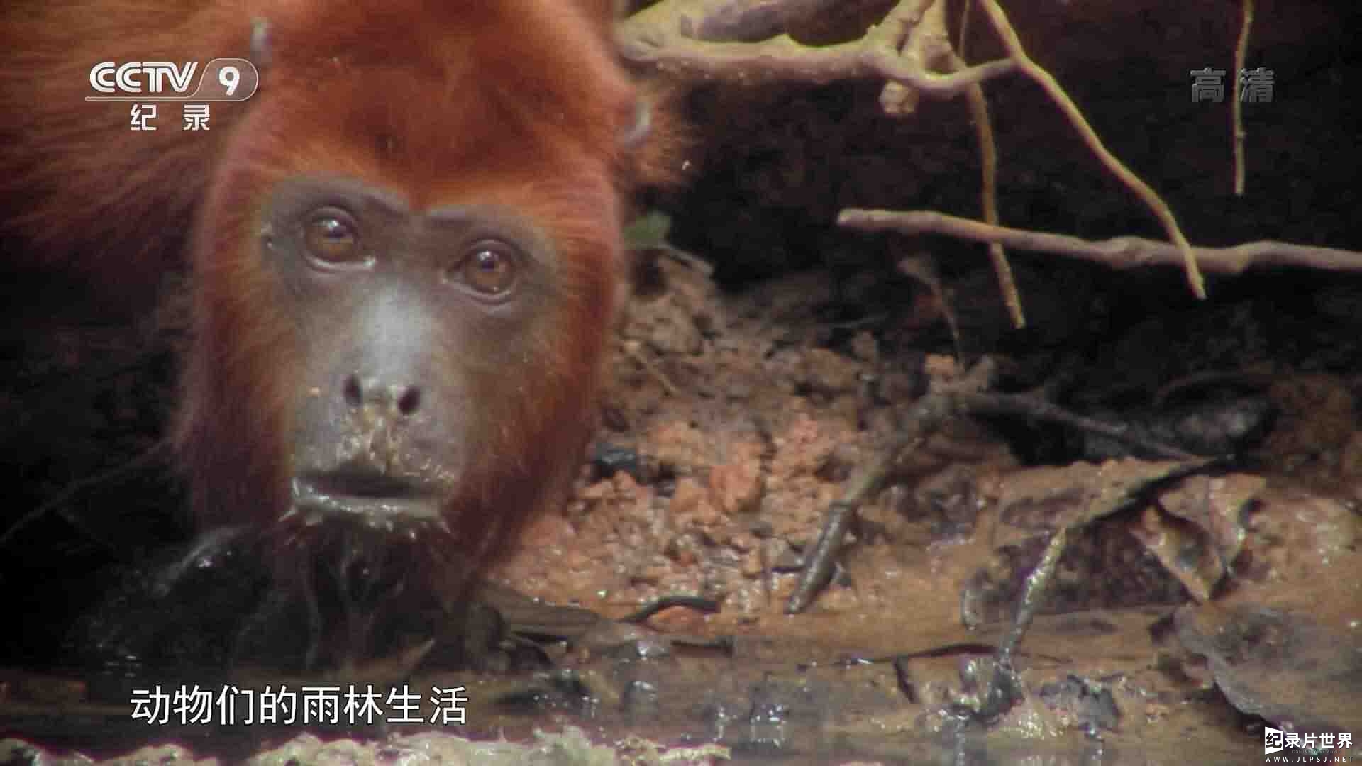 PBS纪录片《探秘亚马孙无人区 Undercover in the Jungle 2019》全1集