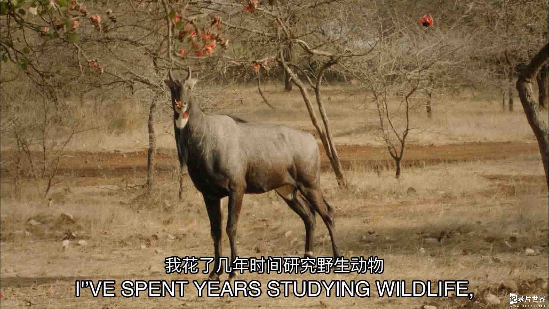 BBC纪录片《印度：大自然的仙境 India: Nature’s Wonderland 2015》全2集