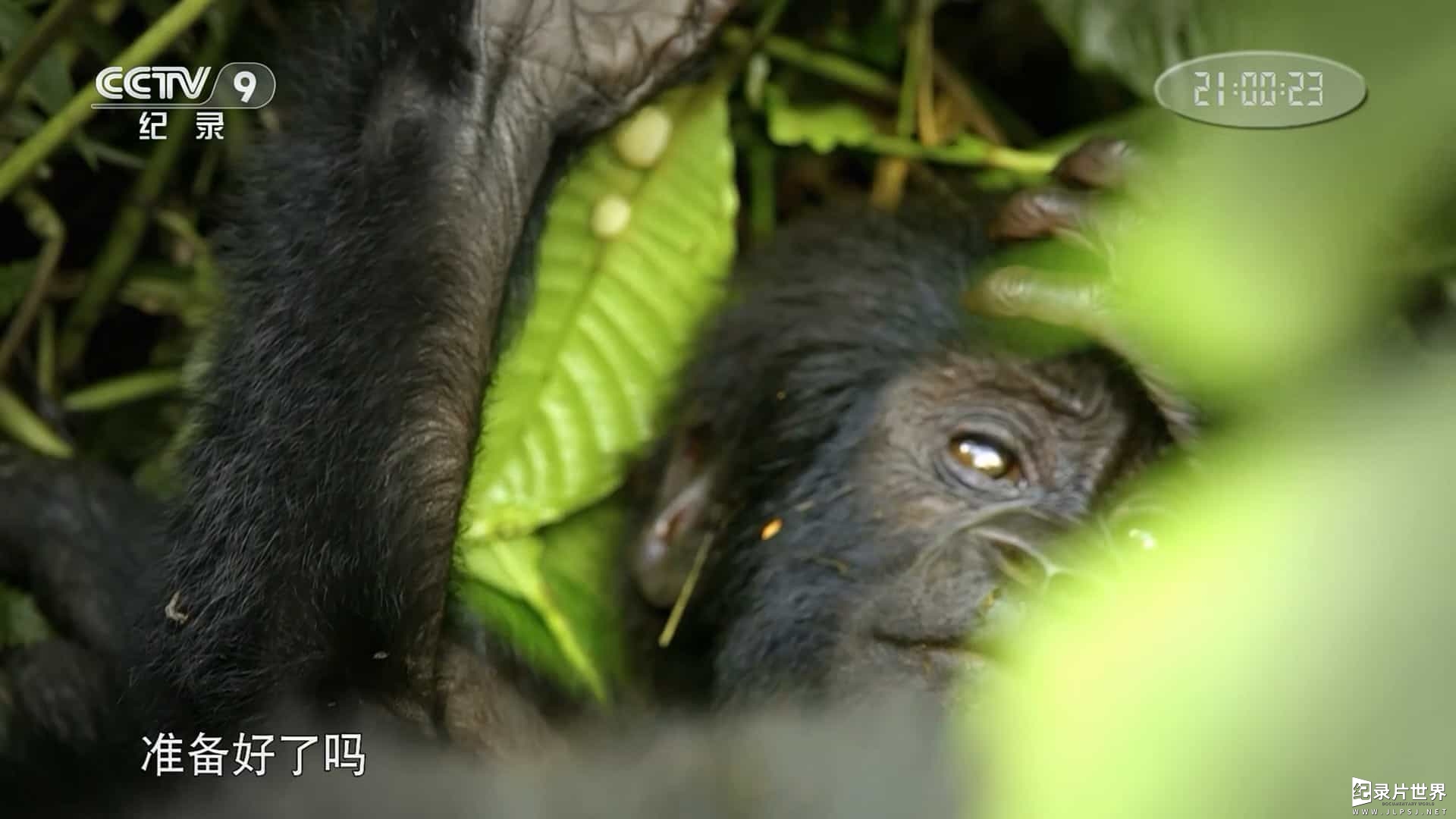 科普纪录片《灵长类：奇妙的动物家族 Monkeys: An Amazing Animal Family 2016》全3集 