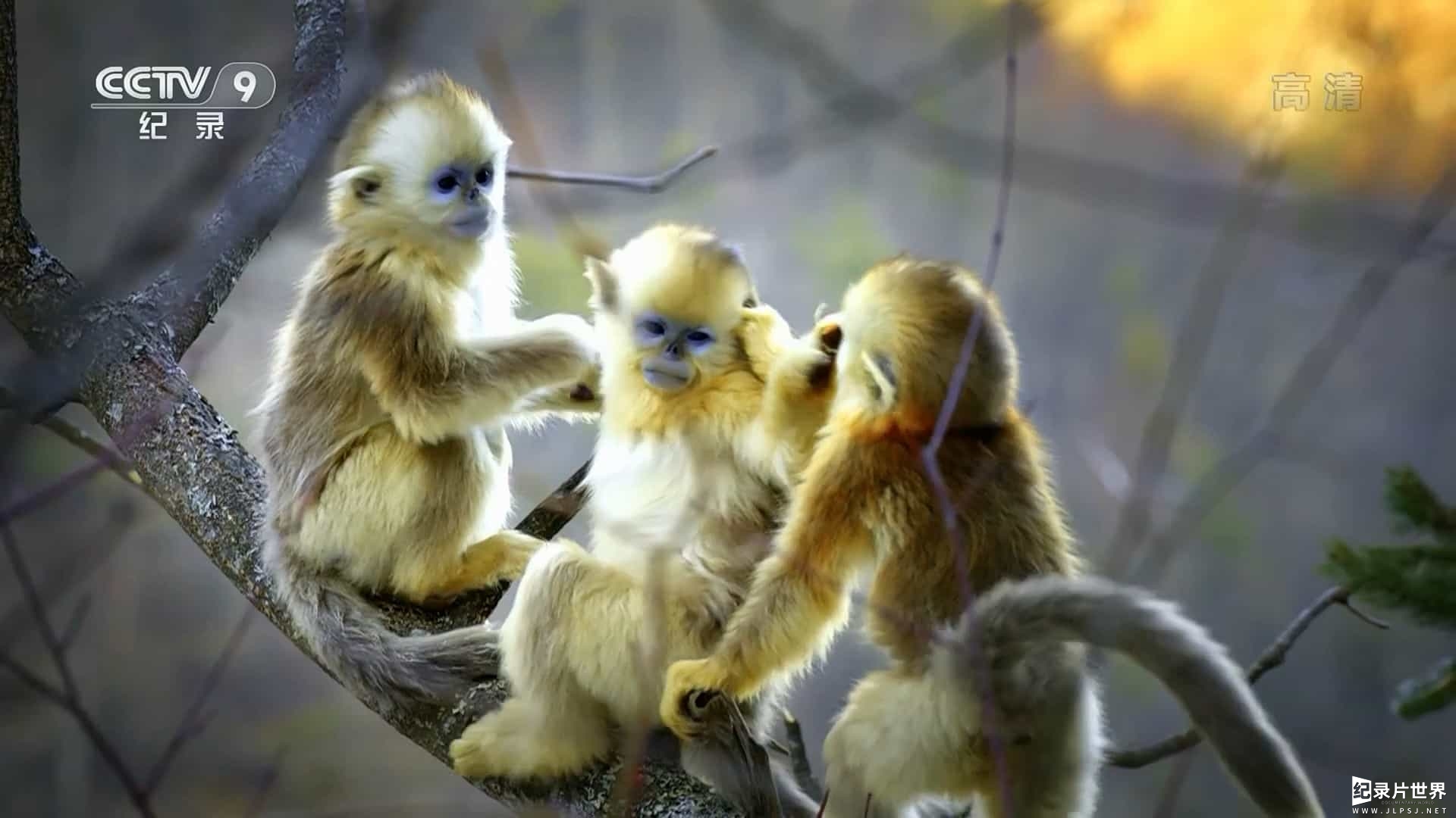 科普纪录片《灵长类：奇妙的动物家族 Monkeys: An Amazing Animal Family 2016》全3集 
