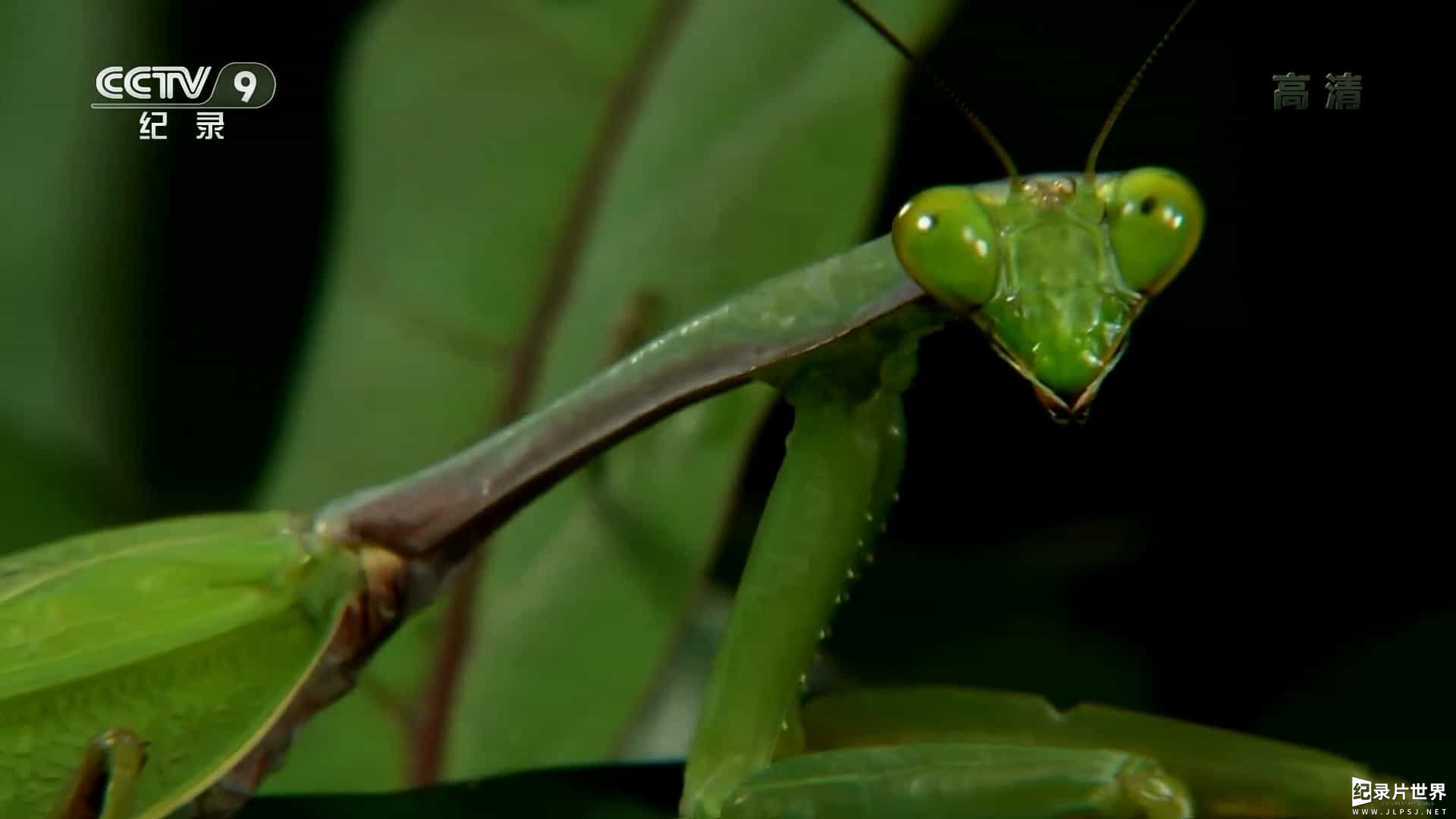 央视纪录片《昆虫的盛宴》全2季 共8集