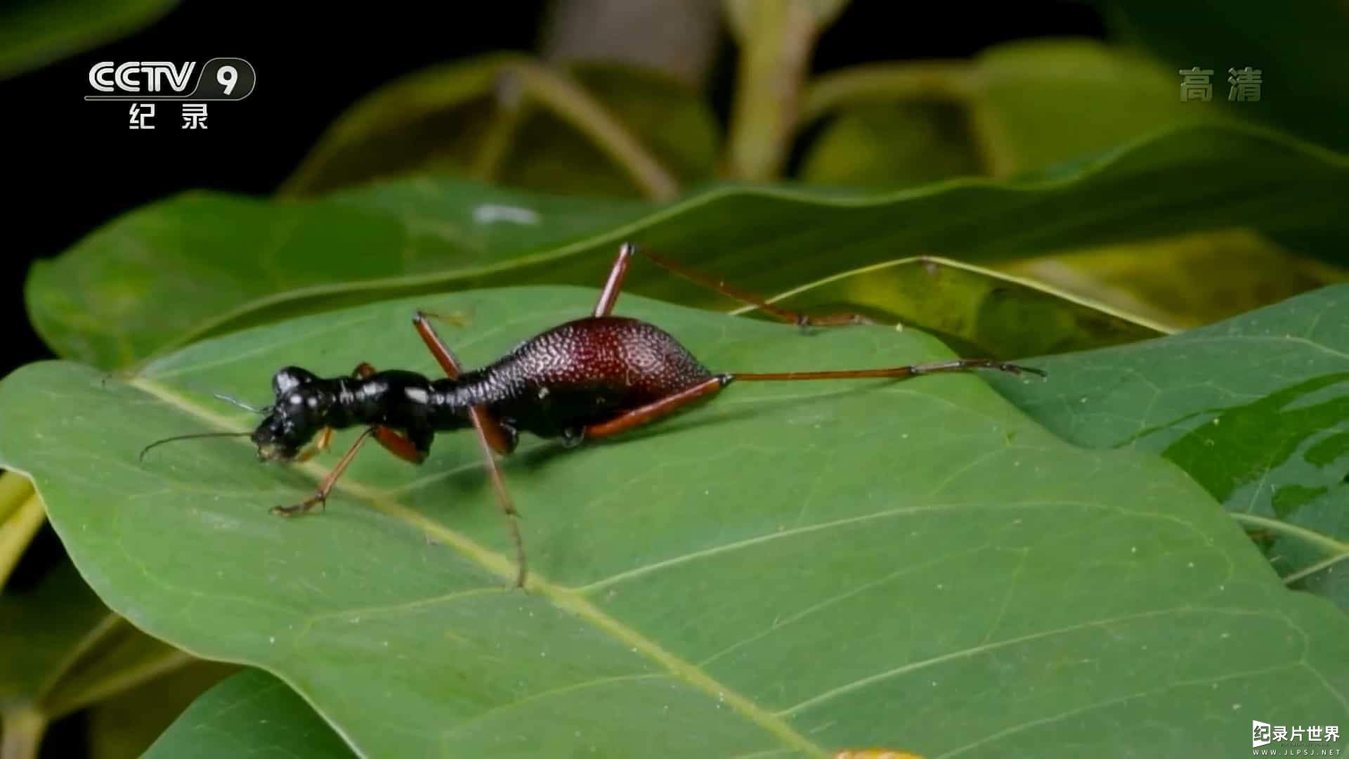 央视纪录片《昆虫的盛宴》全2季 共8集