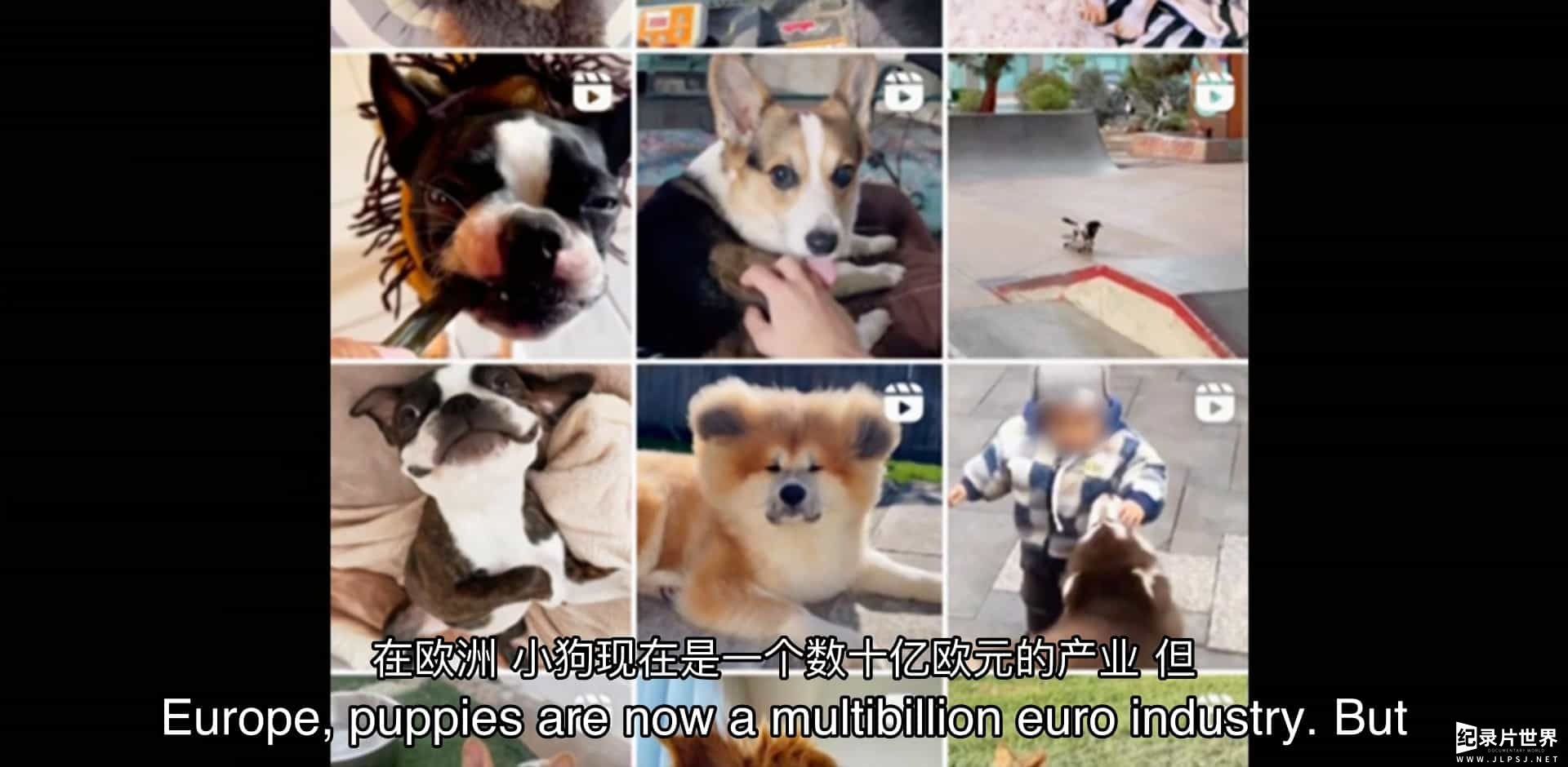 BBC纪录片《非法幼犬贸易的内幕 Inside the Illegal Puppy Trade 2023》全1集 