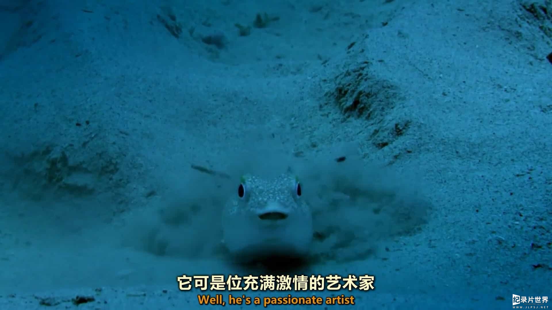 BBC纪录片《大自然：自然界的微型奇迹 Natural World:Nature's Miniature miracles 2017》全1集