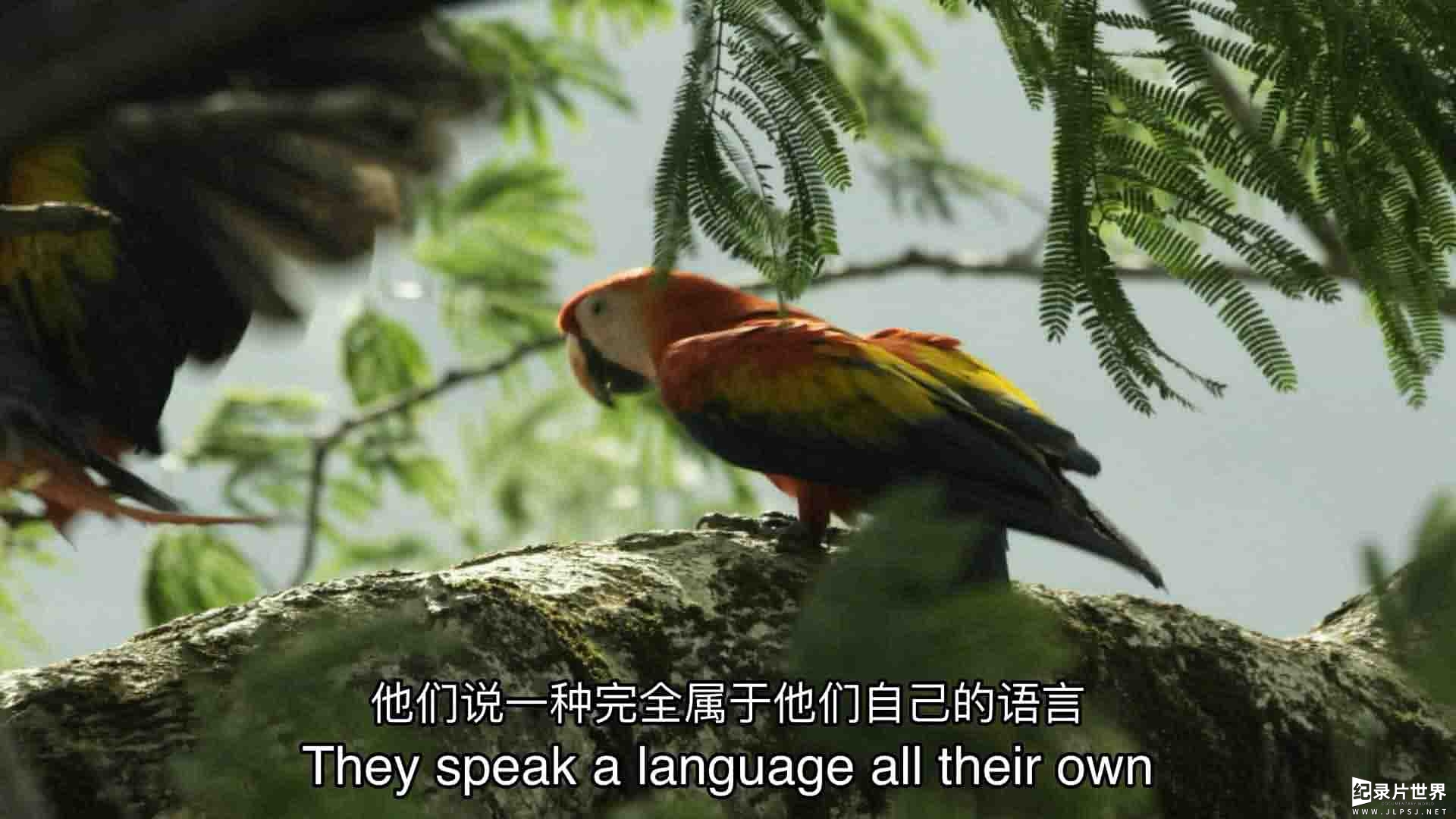PBS纪录片《自然世界：解密鹦鹉 Parrot Confidential 2013》全1集