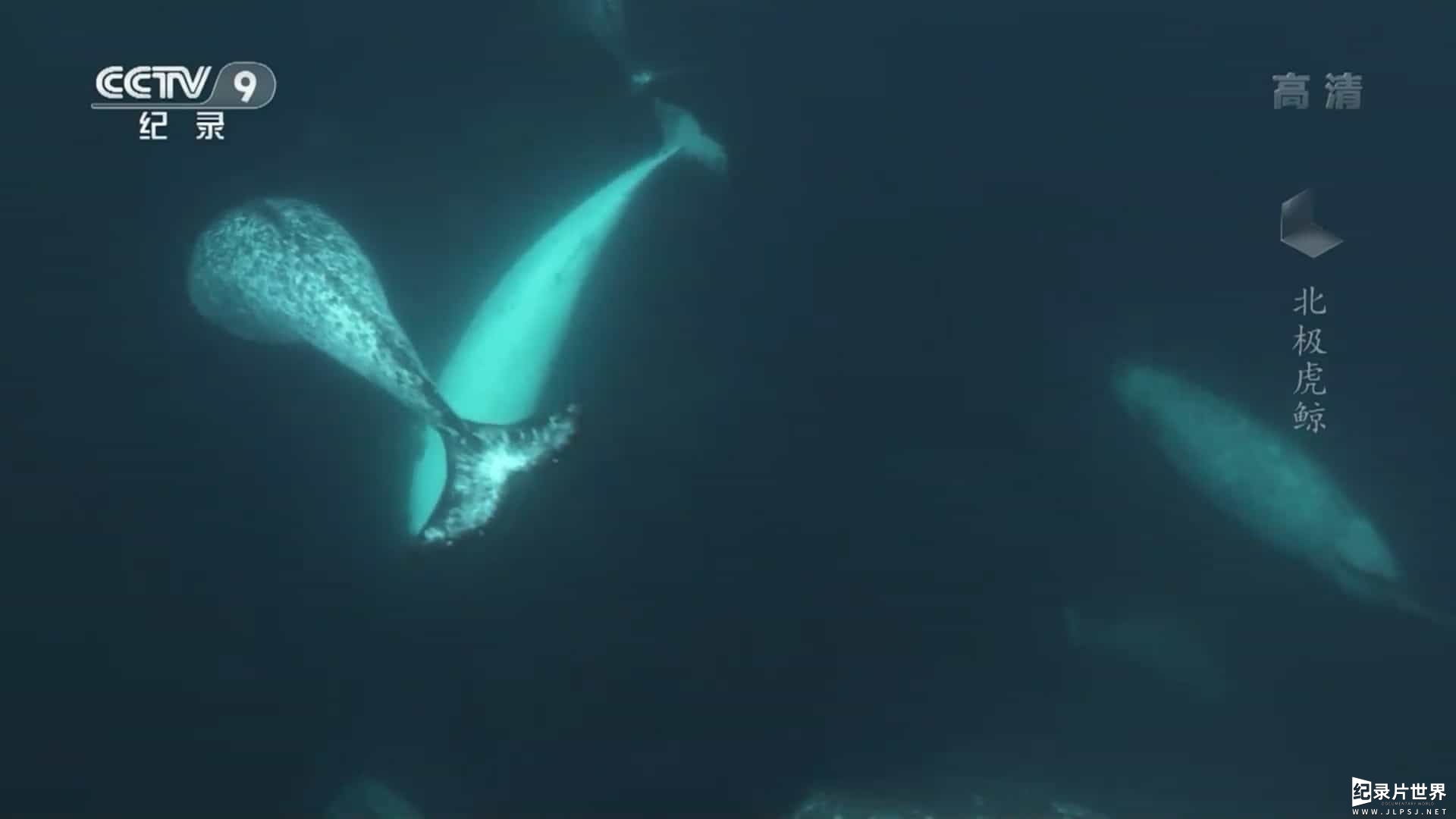 央视纪录片《北极虎鲸 Killer Whales Fins Of Change 2014》全1集
