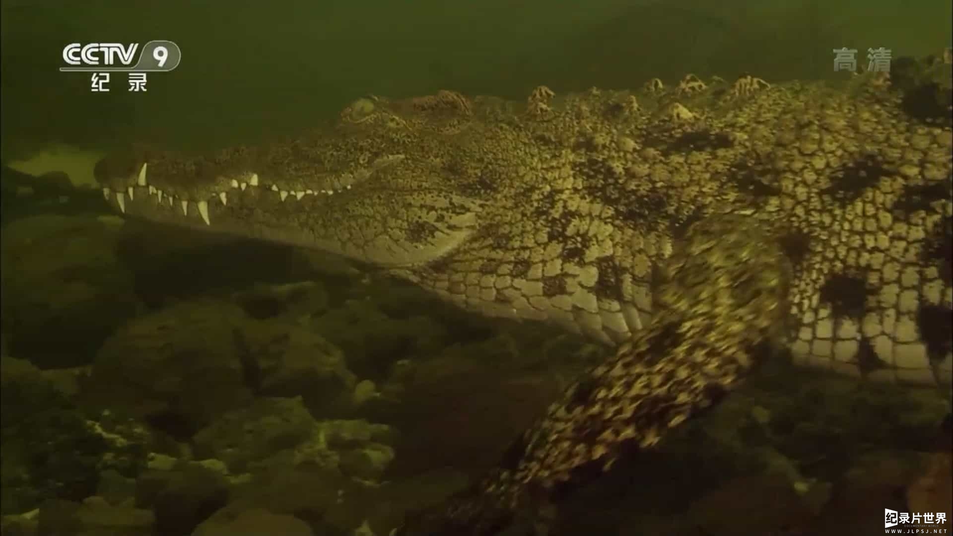 央视纪录片《奥卡万戈三角洲的水下世界 Underwater Okavango 2018》全1集