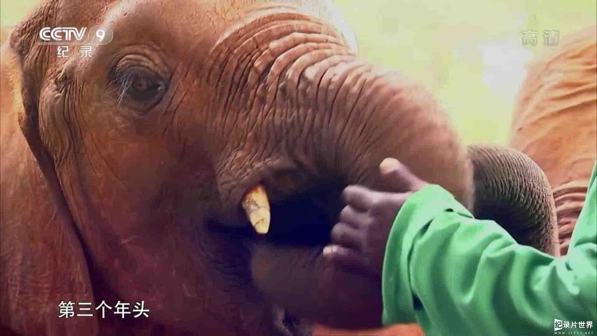 央视纪录片《野生大象炼成记 How to Be a Wild Elephant 2014》全1集