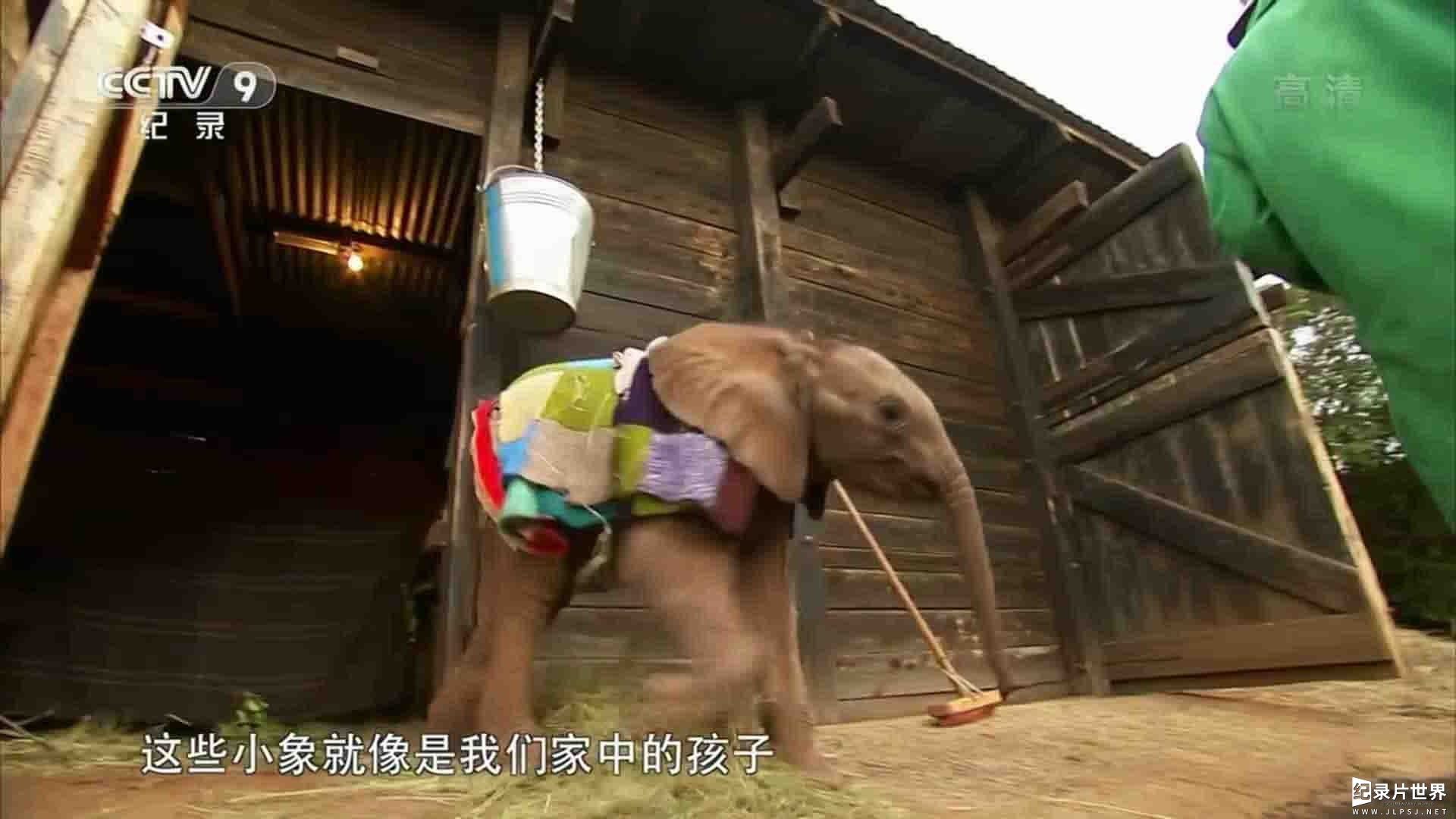 央视纪录片《野生大象炼成记 How to Be a Wild Elephant 2014》全1集