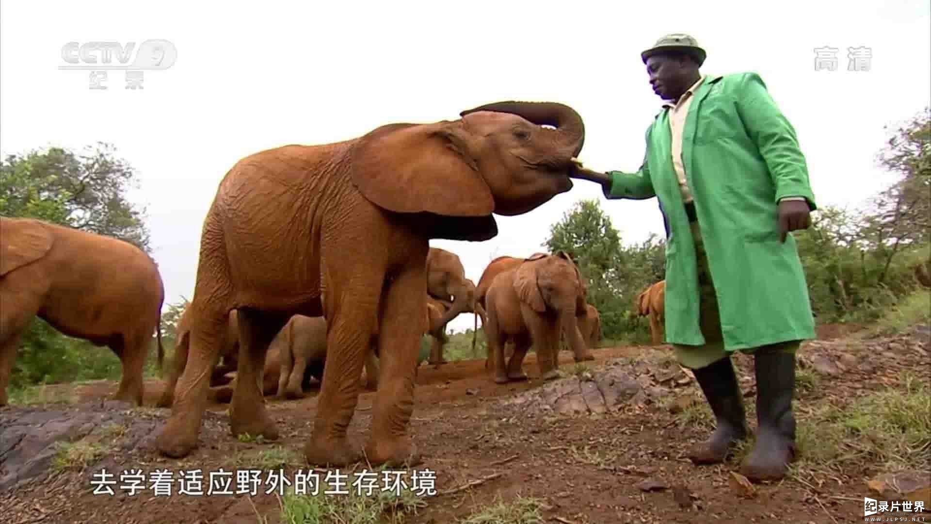央视纪录片《野生大象炼成记 How to Be a Wild Elephant 2014》全1集