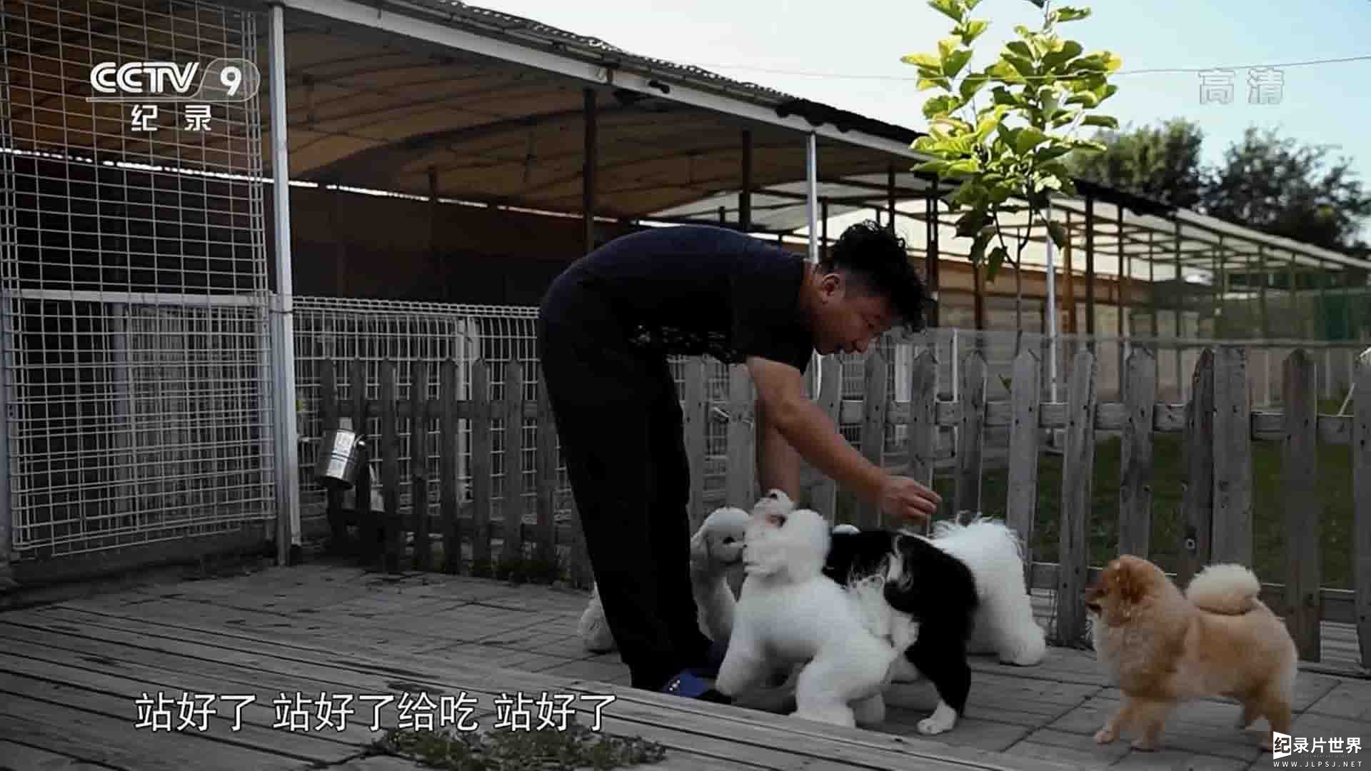 央视纪录片《职业牵犬师 2015》全1集