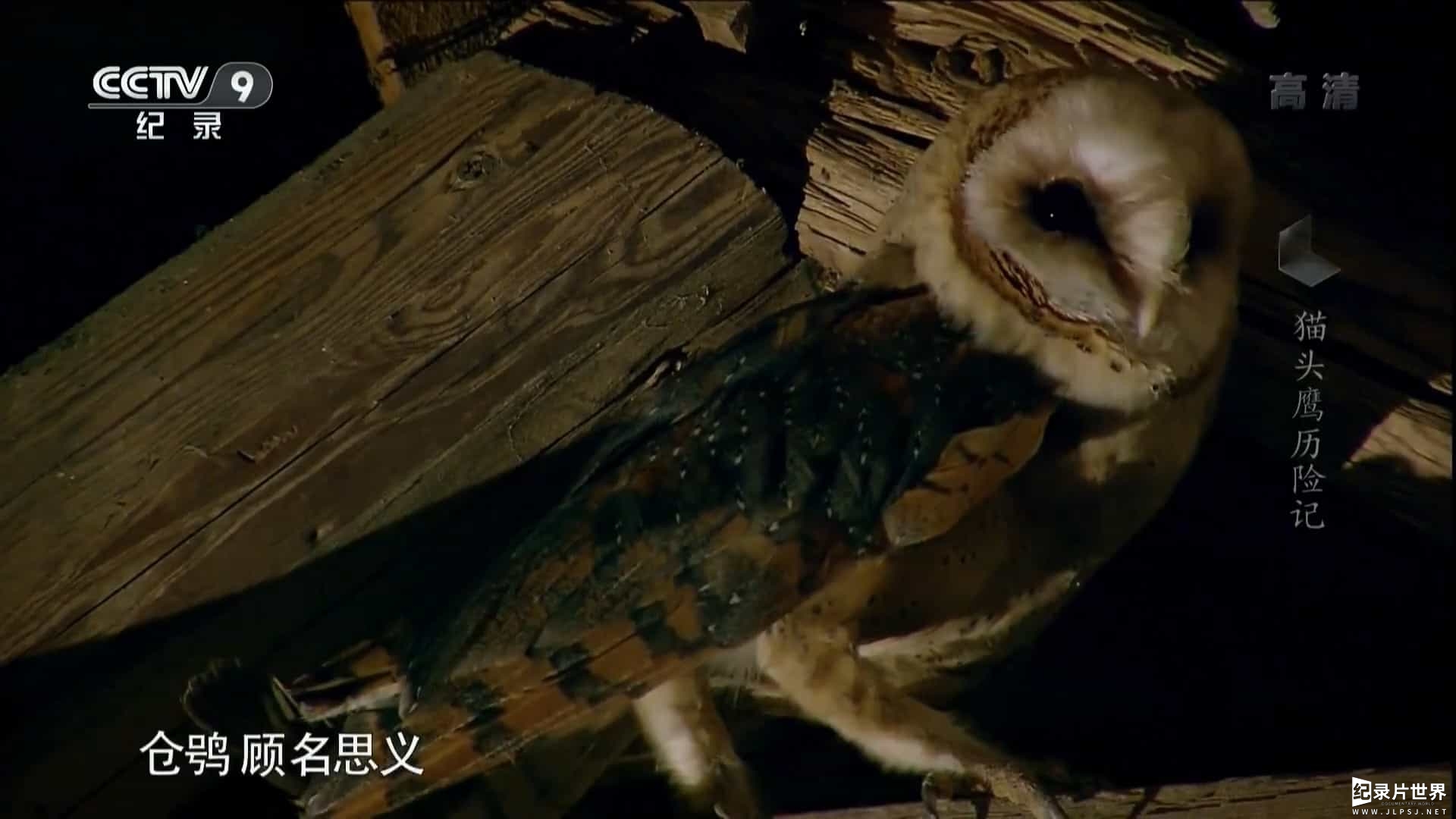 央视纪录片《猫头鹰历险记 Owl Odyssey 2014》全1集