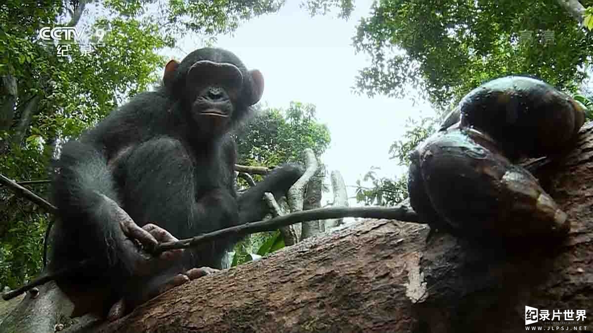 央视纪录片《黑猩猩坎内尔 2015》全1集