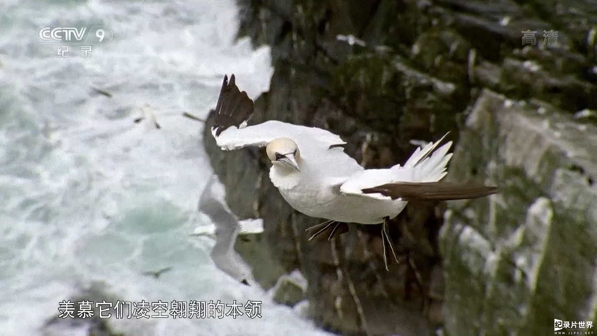 央视纪录片《生而飞翔 Born to Fly 2015》全1集