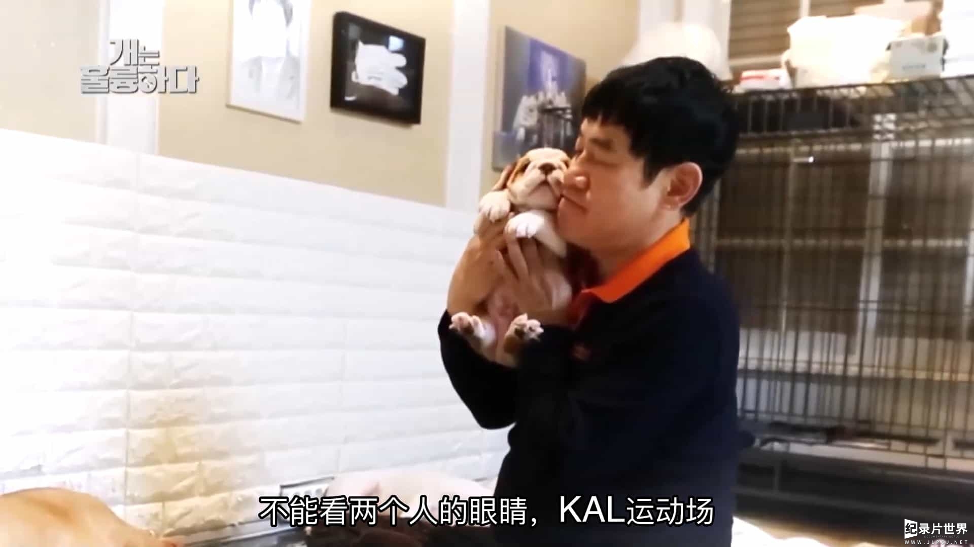 KBS纪录片《狗狗很优秀 Dogs are Incredible》全91集