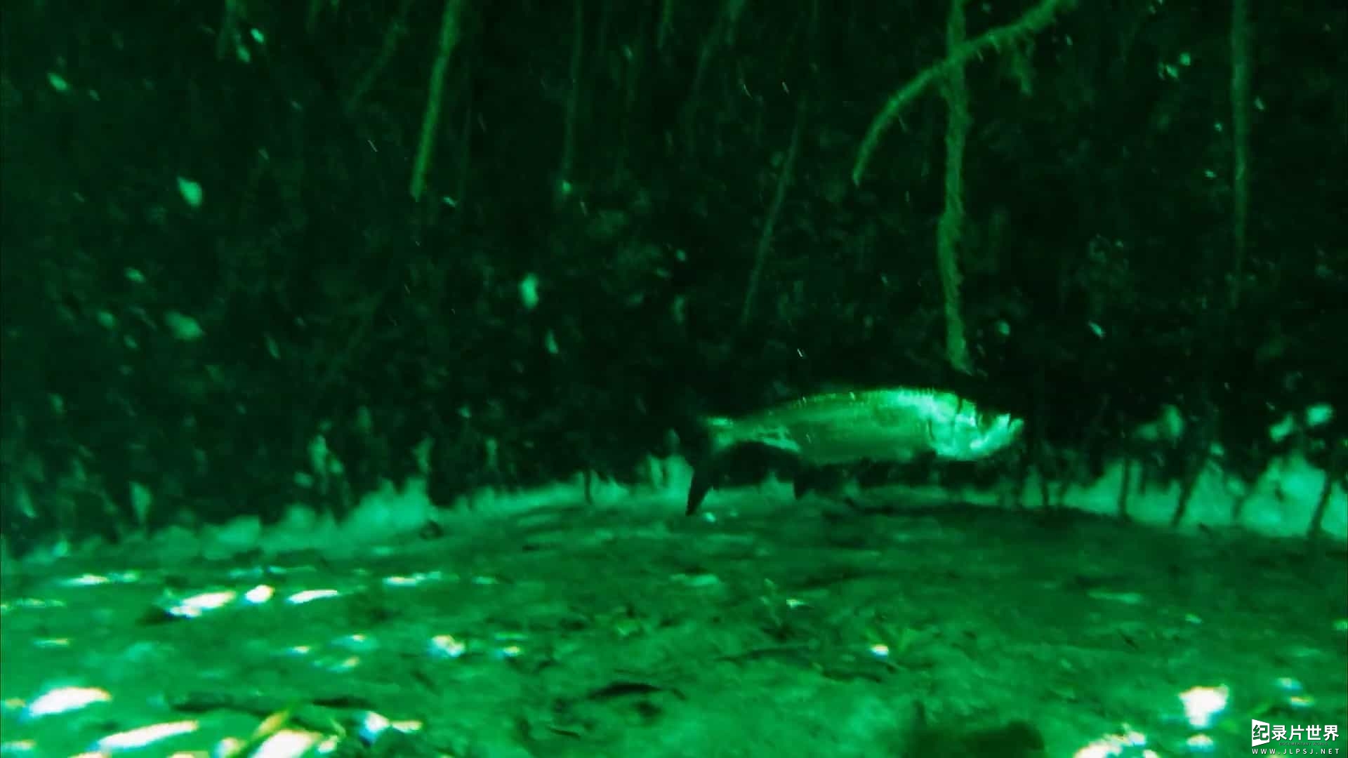 日本纪录片《沉洞泉 Cenote 2019》全1集