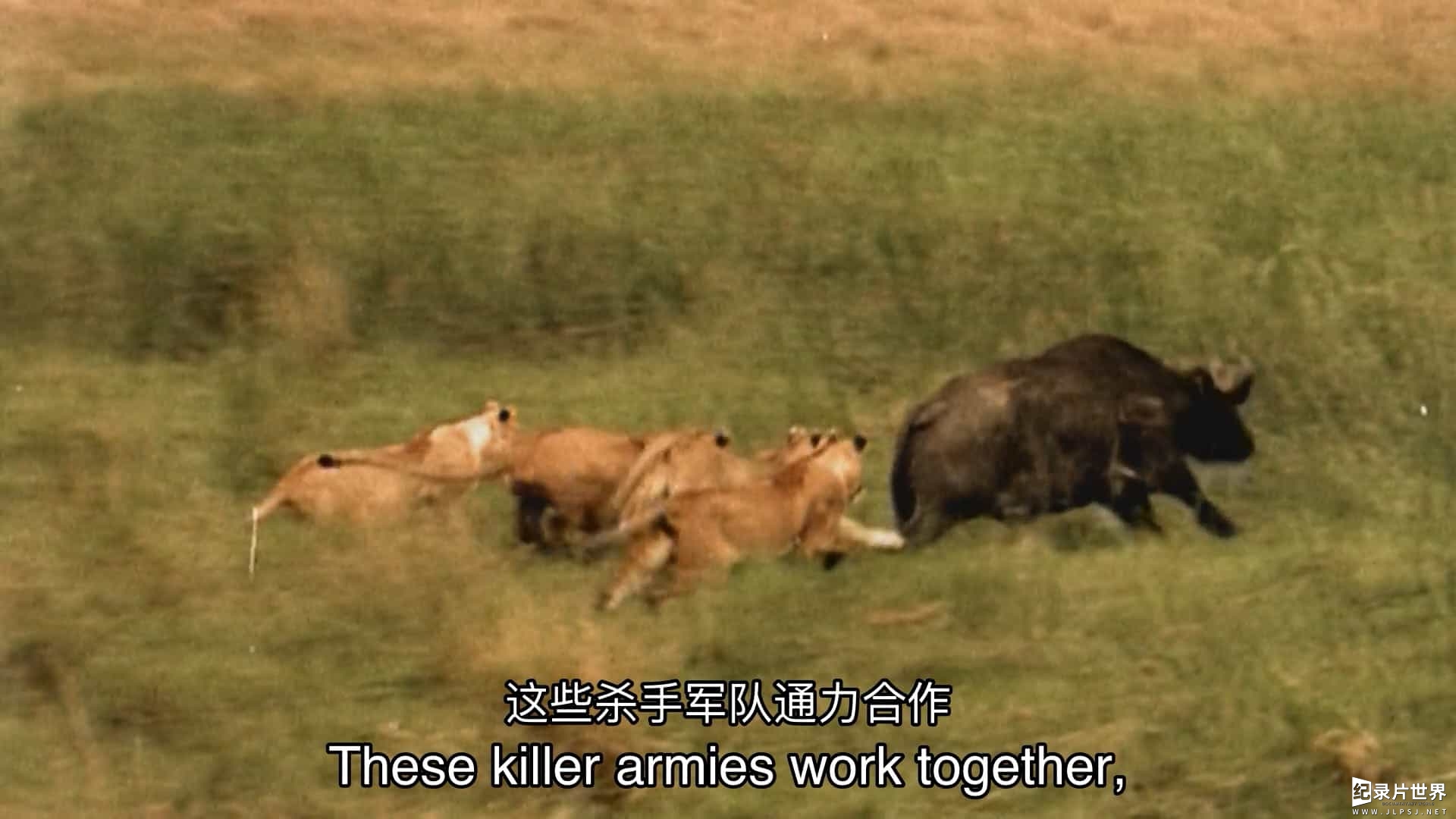 国家地理《非洲致命动物 Africas Deadliest》第1-7季全24集