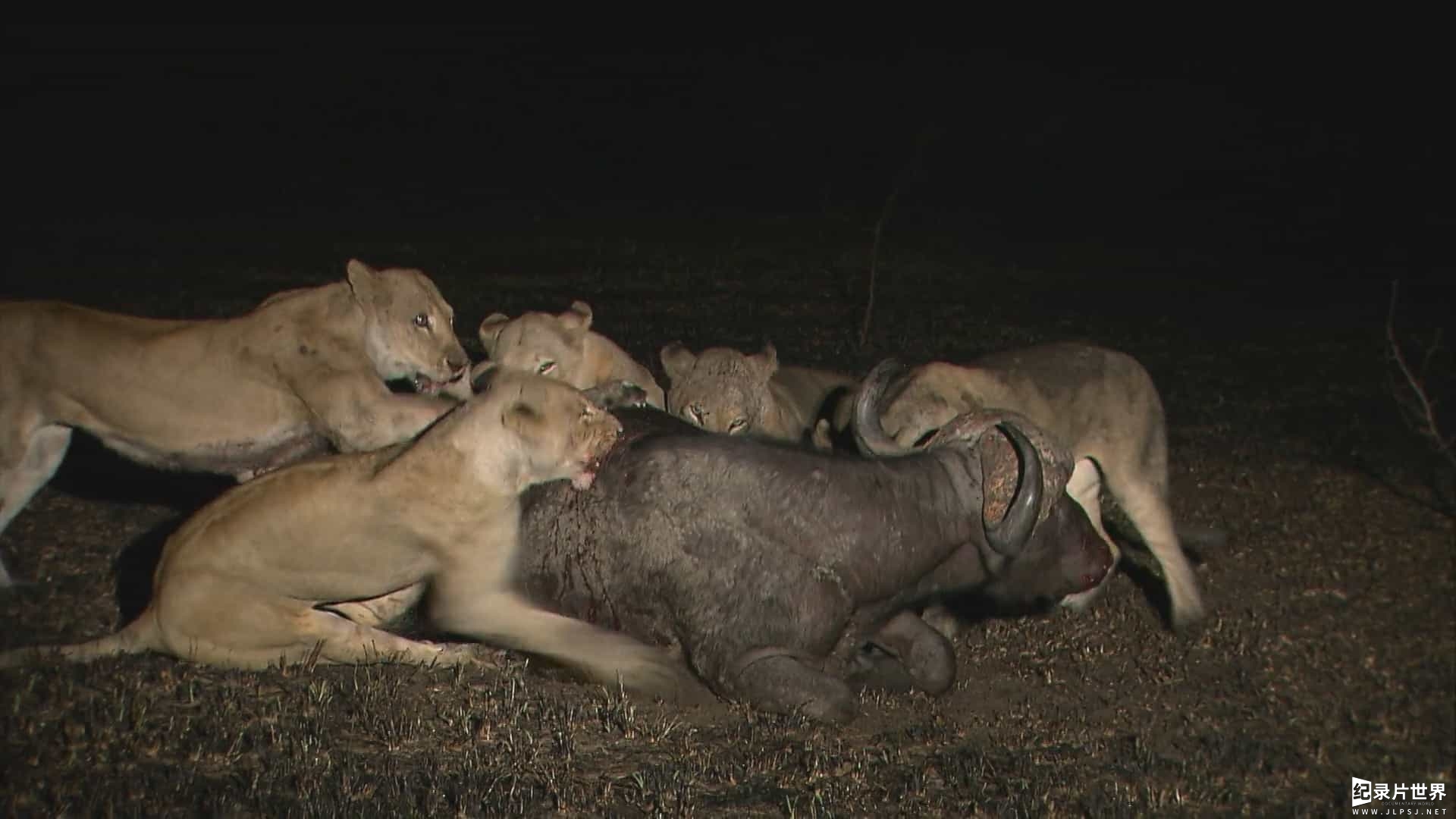 国家地理《非洲致命动物 Africas Deadliest》第1-7季全24集