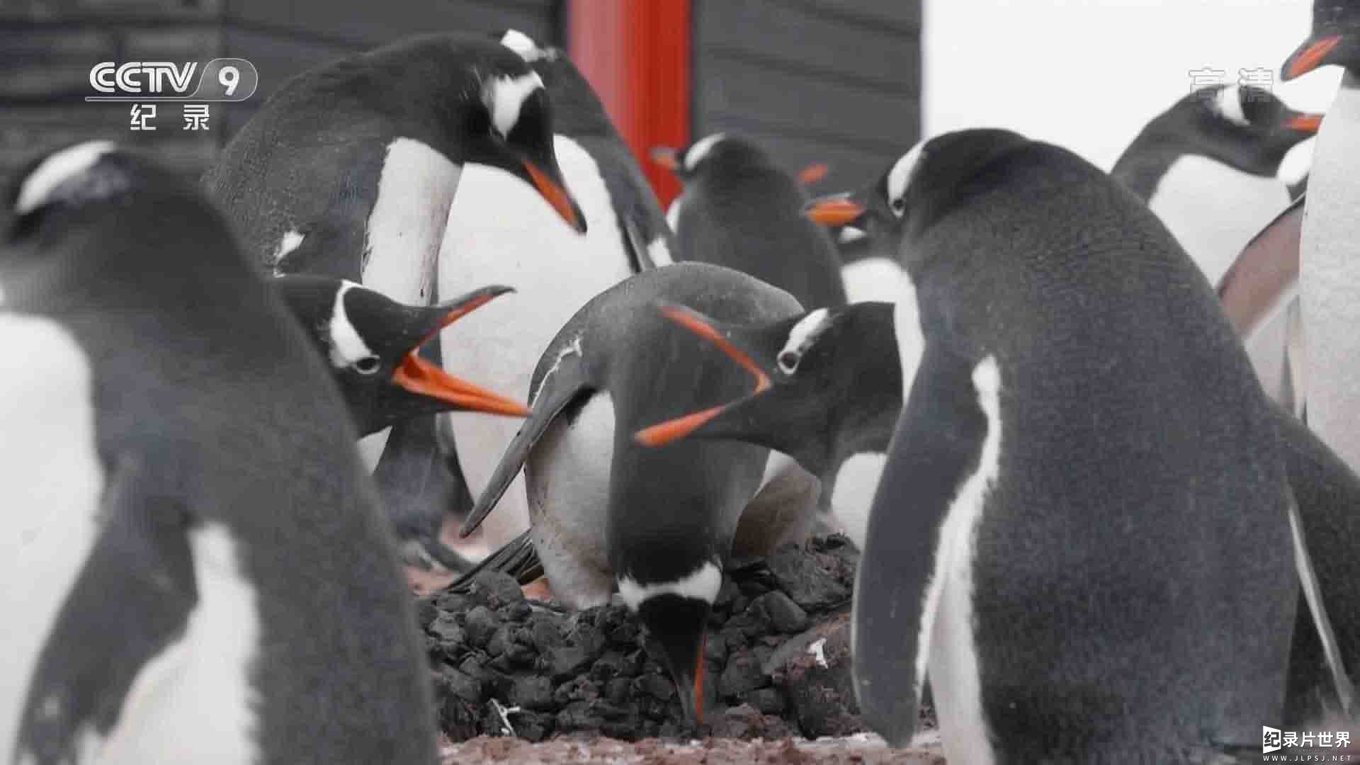 央视纪录片《巴布亚企鹅的夏天 2017》全1集