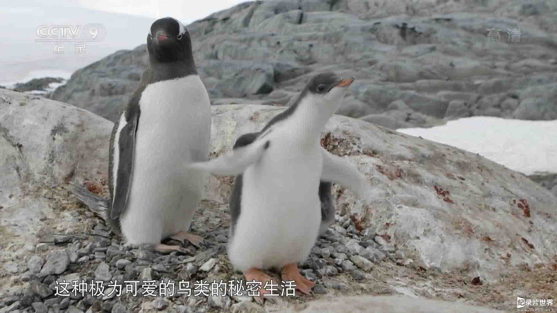 央视纪录片《巴布亚企鹅的夏天 2017》全1集