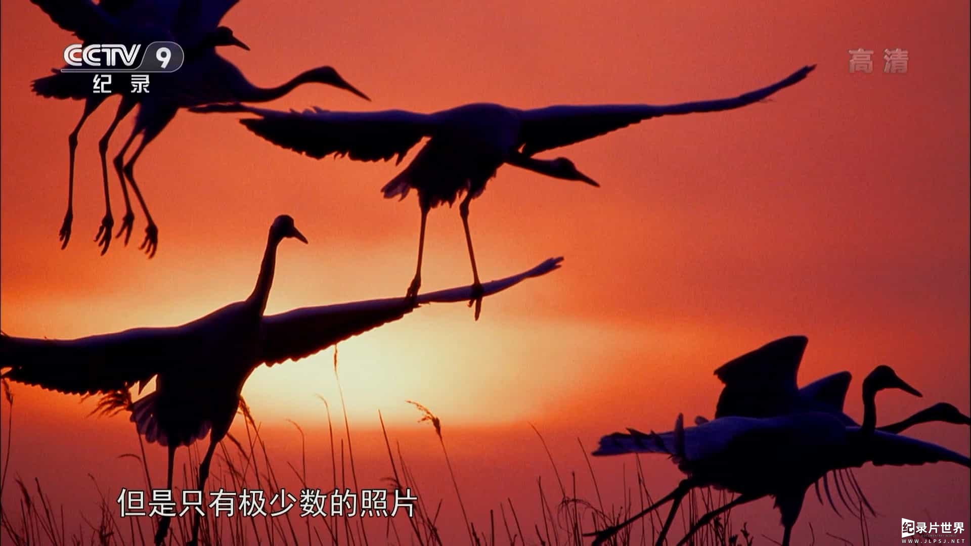 央视纪录片《追鸟人 2014》全2集