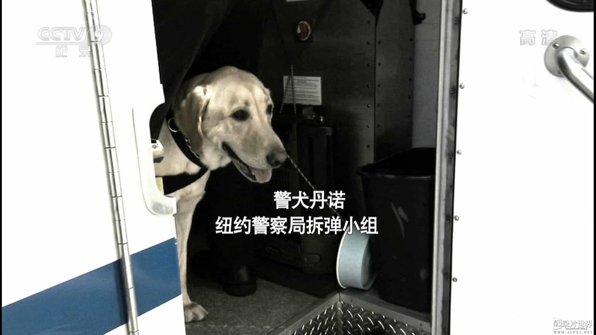 央视纪录片《蓝领工作犬 Blue Collar Dogs 2015》全3集