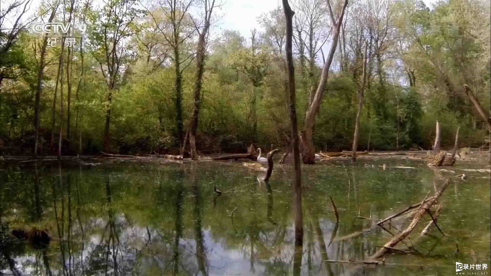 央视纪录片《莱茵河畔的丛林之旅 In the Jungle of the Old River Rhine 2017》全1集