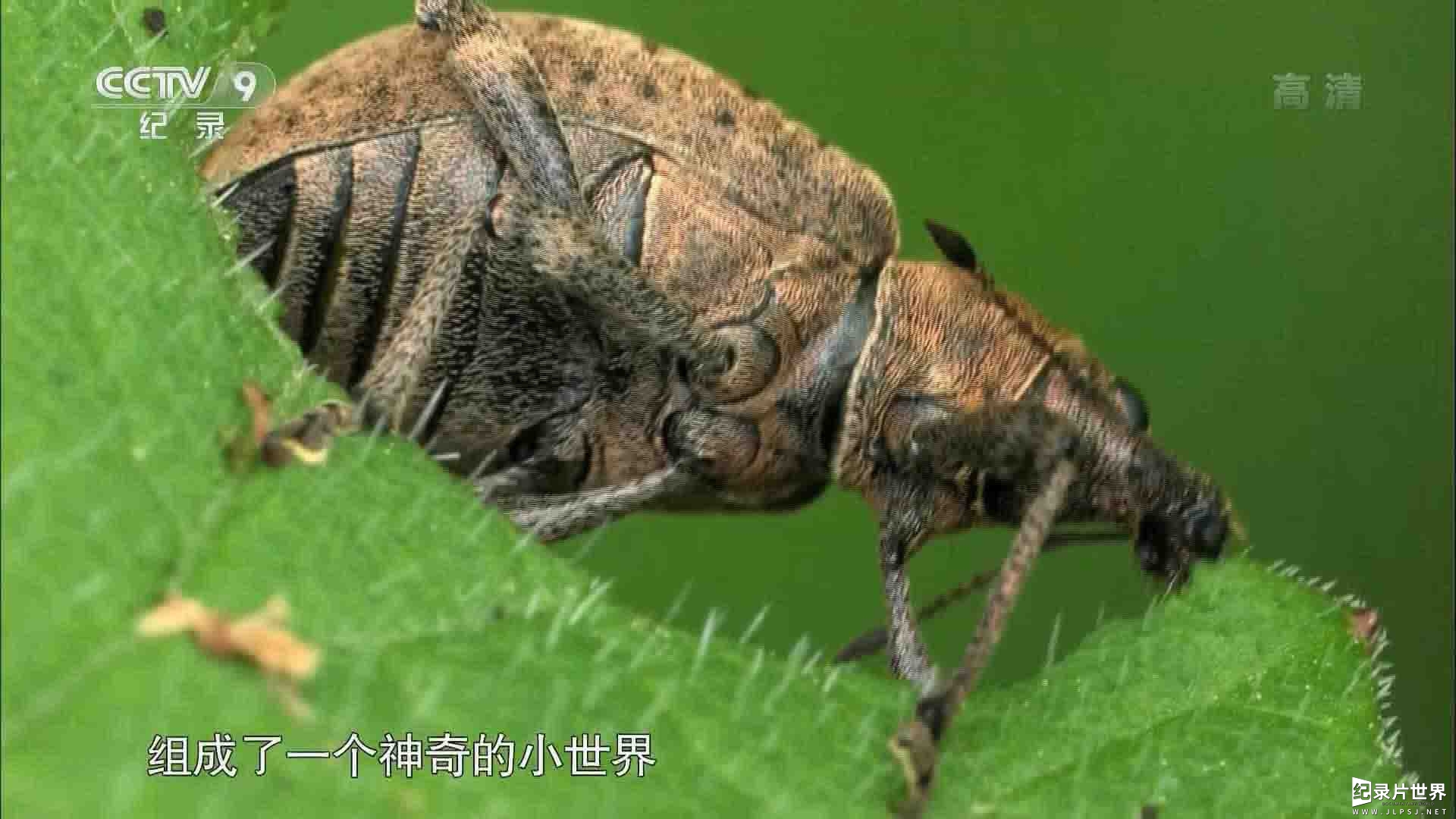 央视纪录片《莱茵河畔的丛林之旅 In the Jungle of the Old River Rhine 2017》全1集