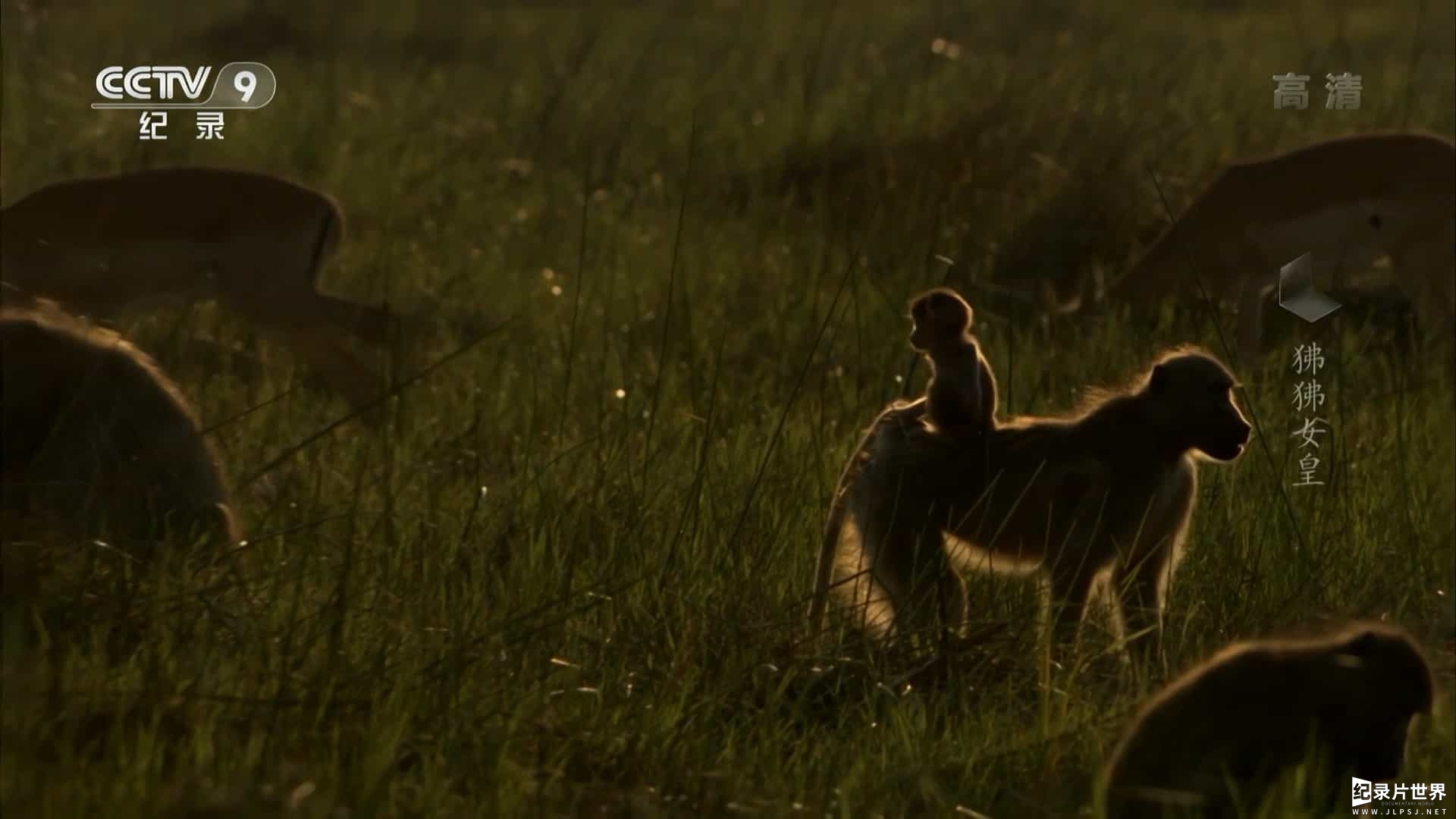 央视纪录片《狒狒女皇 Queen of the Baboons 2015》全1集