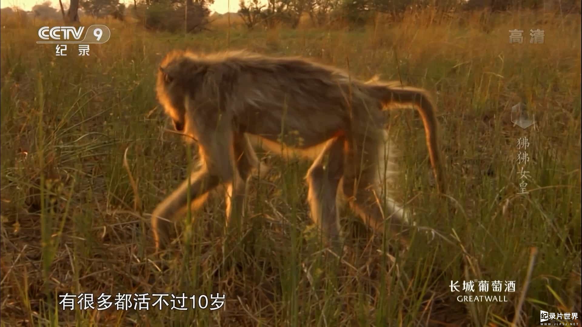 央视纪录片《狒狒女皇 Queen of the Baboons 2015》全1集