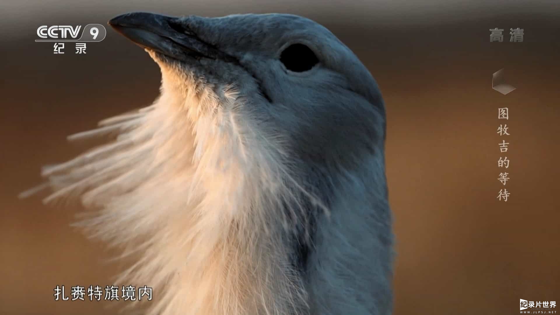 大鸨纪录片《图牧吉的等待 2018》全1集