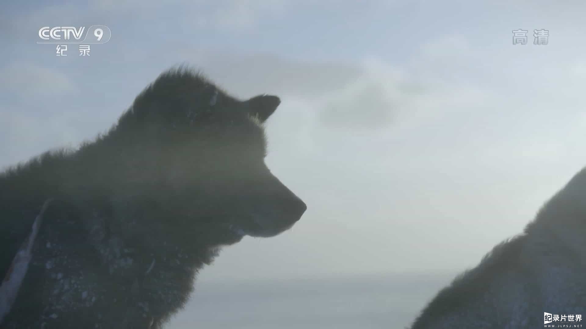 央视纪录片《格陵兰犬的故事 Ice Dogs 2016》全1集