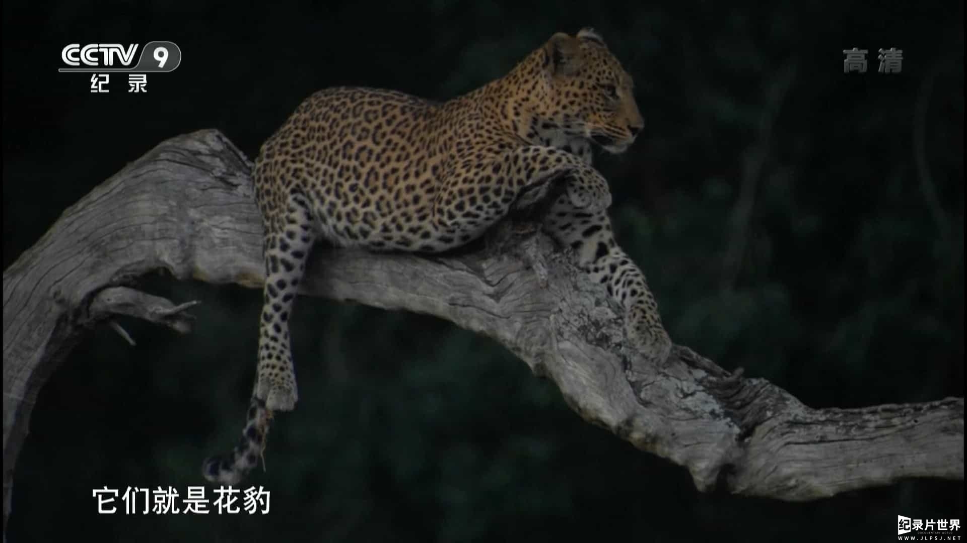 央视纪录片《花豹传奇 The Unlikely Leopard 2015》全1集