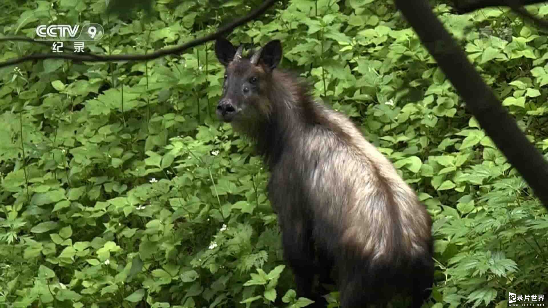 央视纪录片《日本鬣羚生存日记 2018》全1集