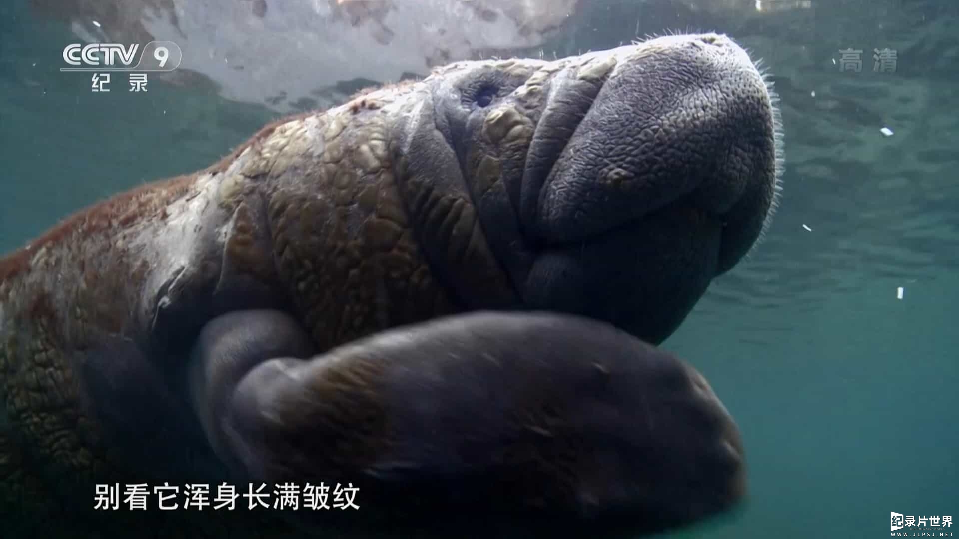 央视纪录片《海牛汉密尔顿历险记 Hamilton’s Journey: Manatees in a New Light 2014》全1集