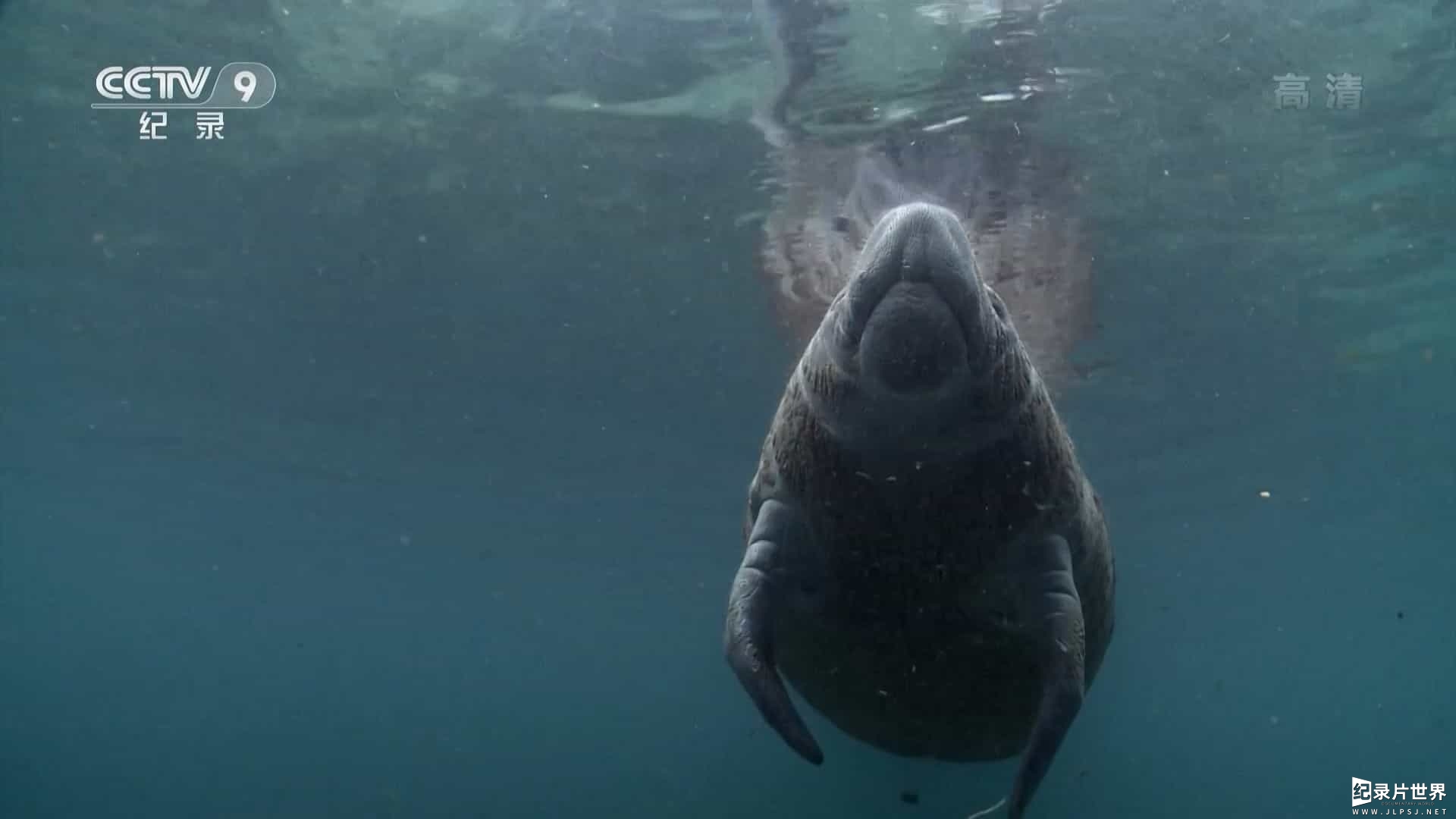 央视纪录片《海牛汉密尔顿历险记 Hamilton’s Journey: Manatees in a New Light 2014》全1集