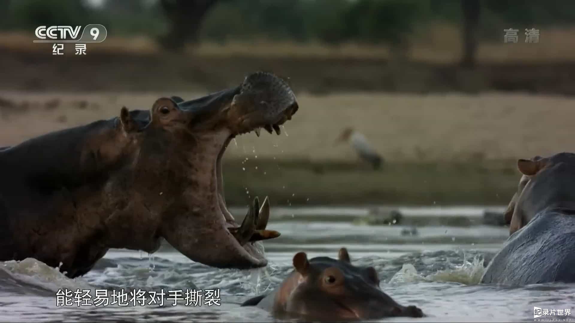 央视纪录片《河马与尼罗鳄的领地之争 Hippo vs Croc 2018》全1集 