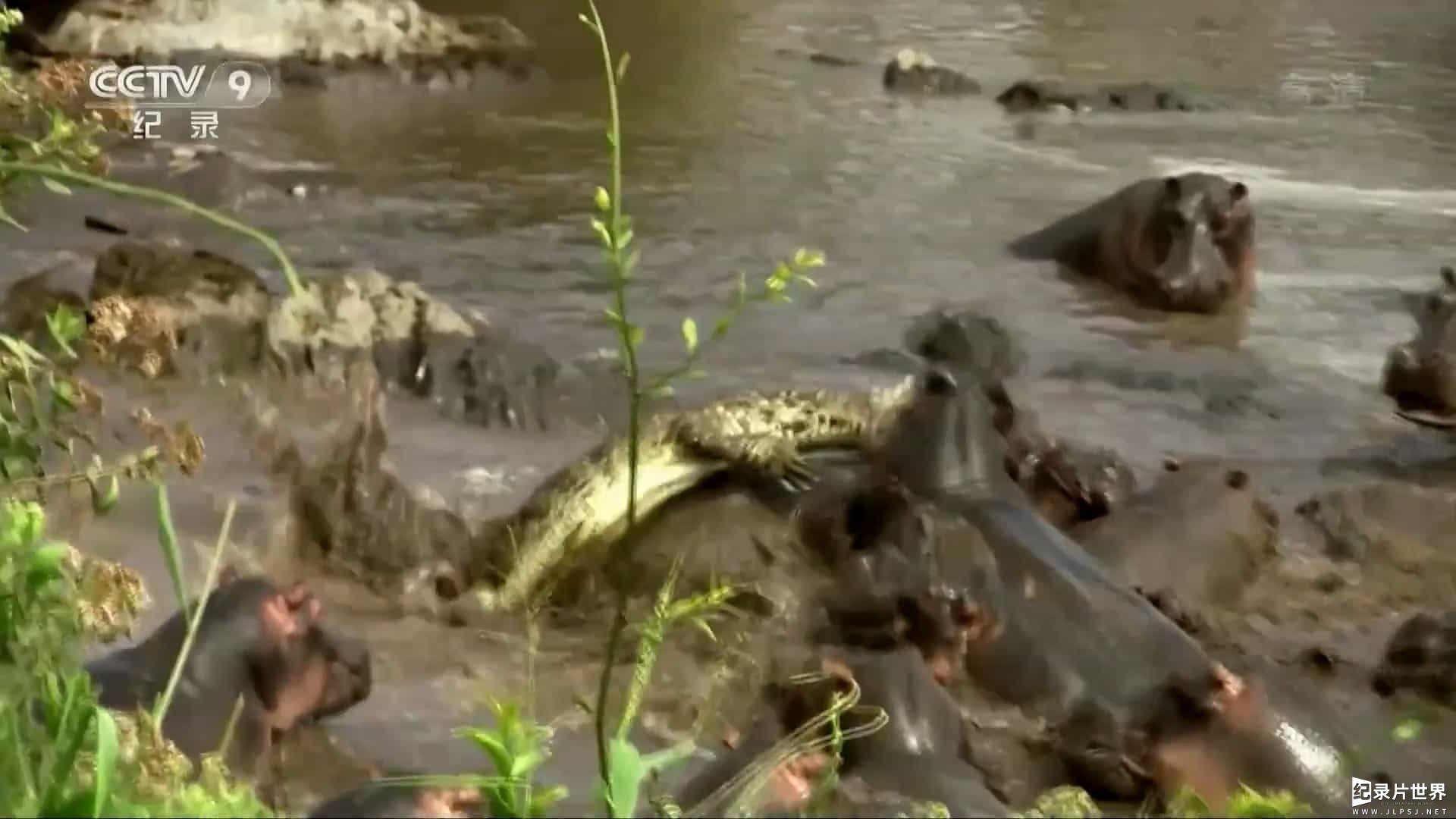 央视纪录片《河马与尼罗鳄的领地之争 Hippo vs Croc 2018》全1集 