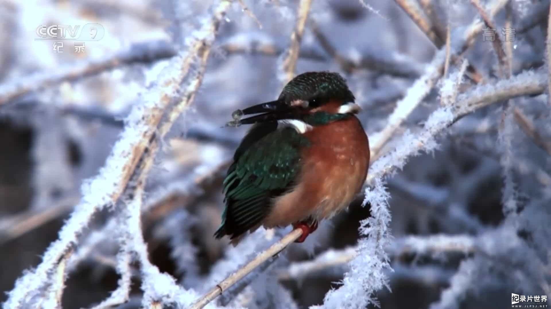 央视纪录片《天空捕手 Tales of the Avian Hunters 2013》全2集