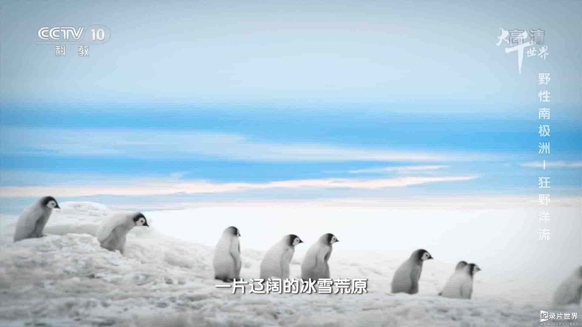 央视纪录片《野性南极洲 Wildest Antarctic 2018》全4集 