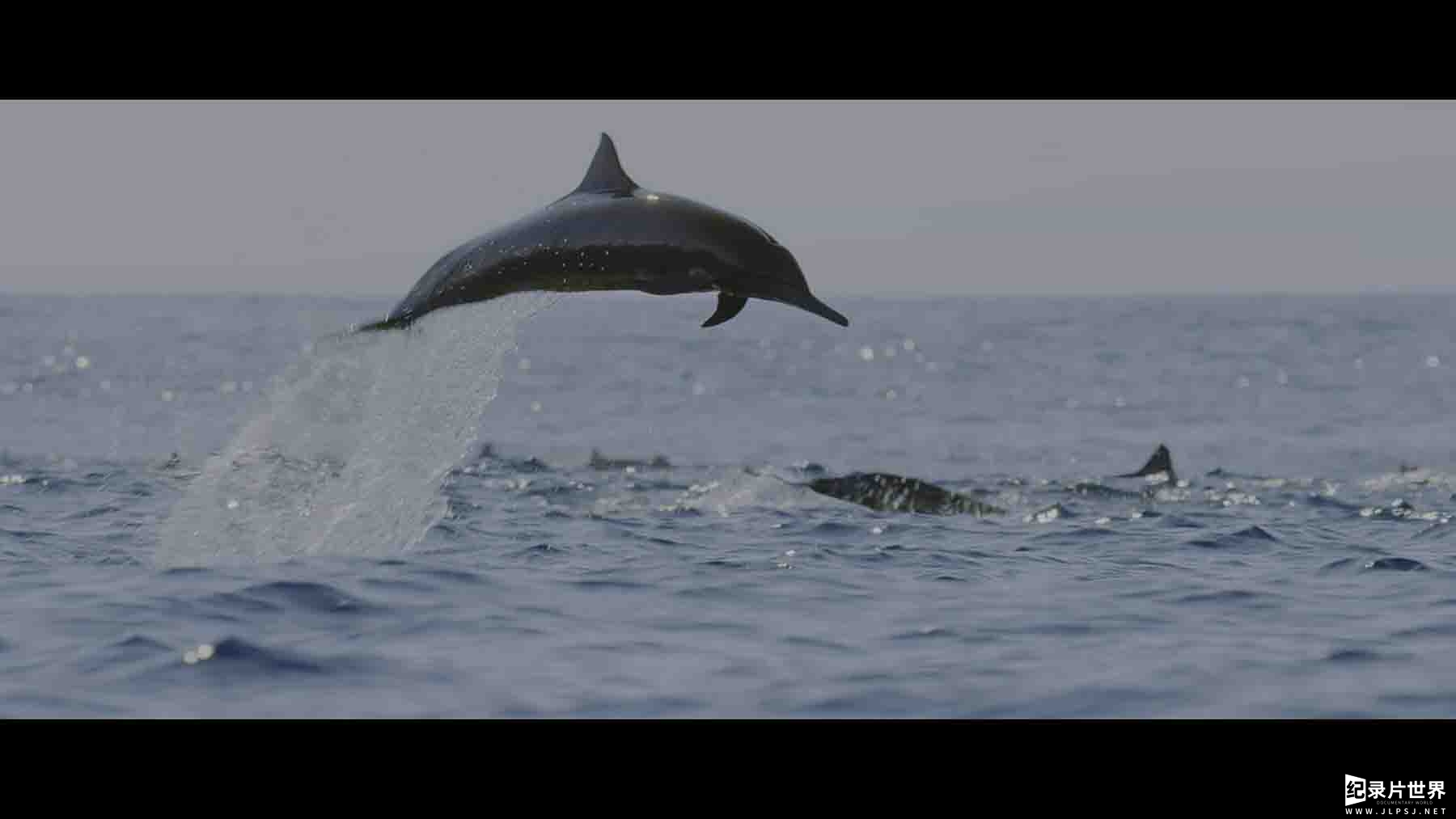 Netflix纪录片《动物本色/动物大搜秘/海陆空动物王者 Animal 2022》第2季全4集