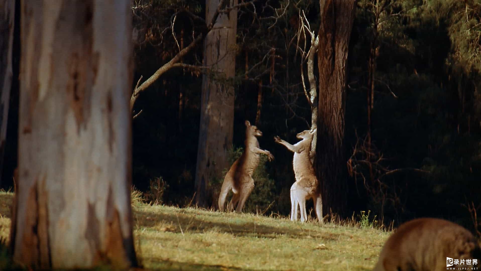 IMAX纪录片《跨越时间的澳洲大陆 Australia Land Beyond Time》全1集