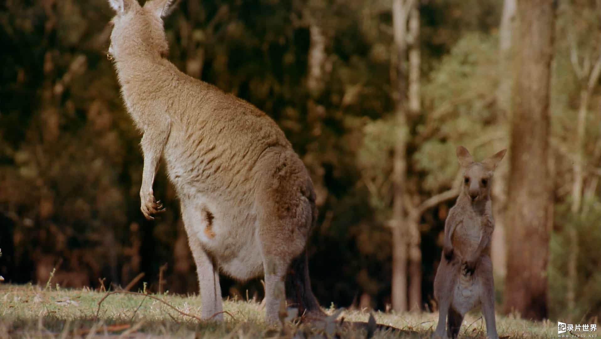 IMAX纪录片《跨越时间的澳洲大陆 Australia Land Beyond Time》全1集