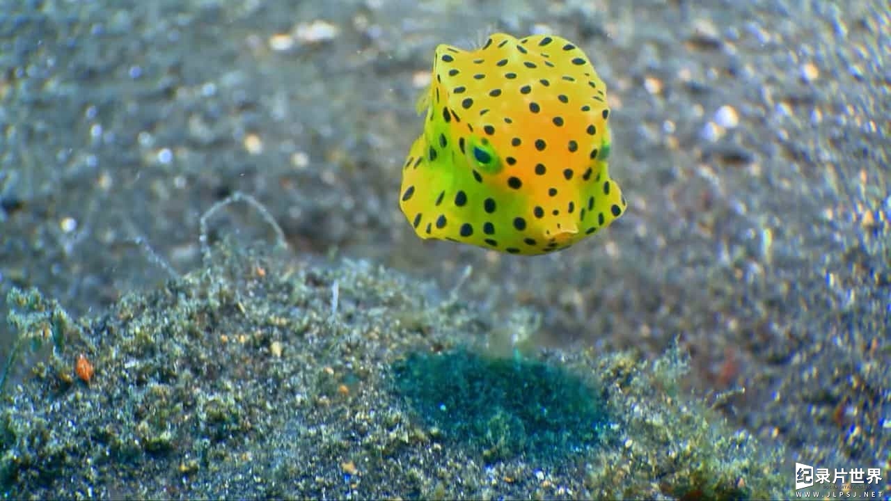 探索频道《奇幻蔚蓝海 The Magic Of The Big Blue》全7集